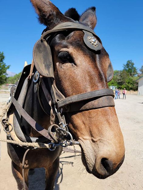 Betty the Mule
