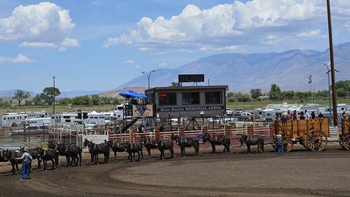 The distinguished “Mule” status at Boron