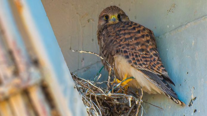 Building nests and taking flight: Kestrels at Borax Rotterdam