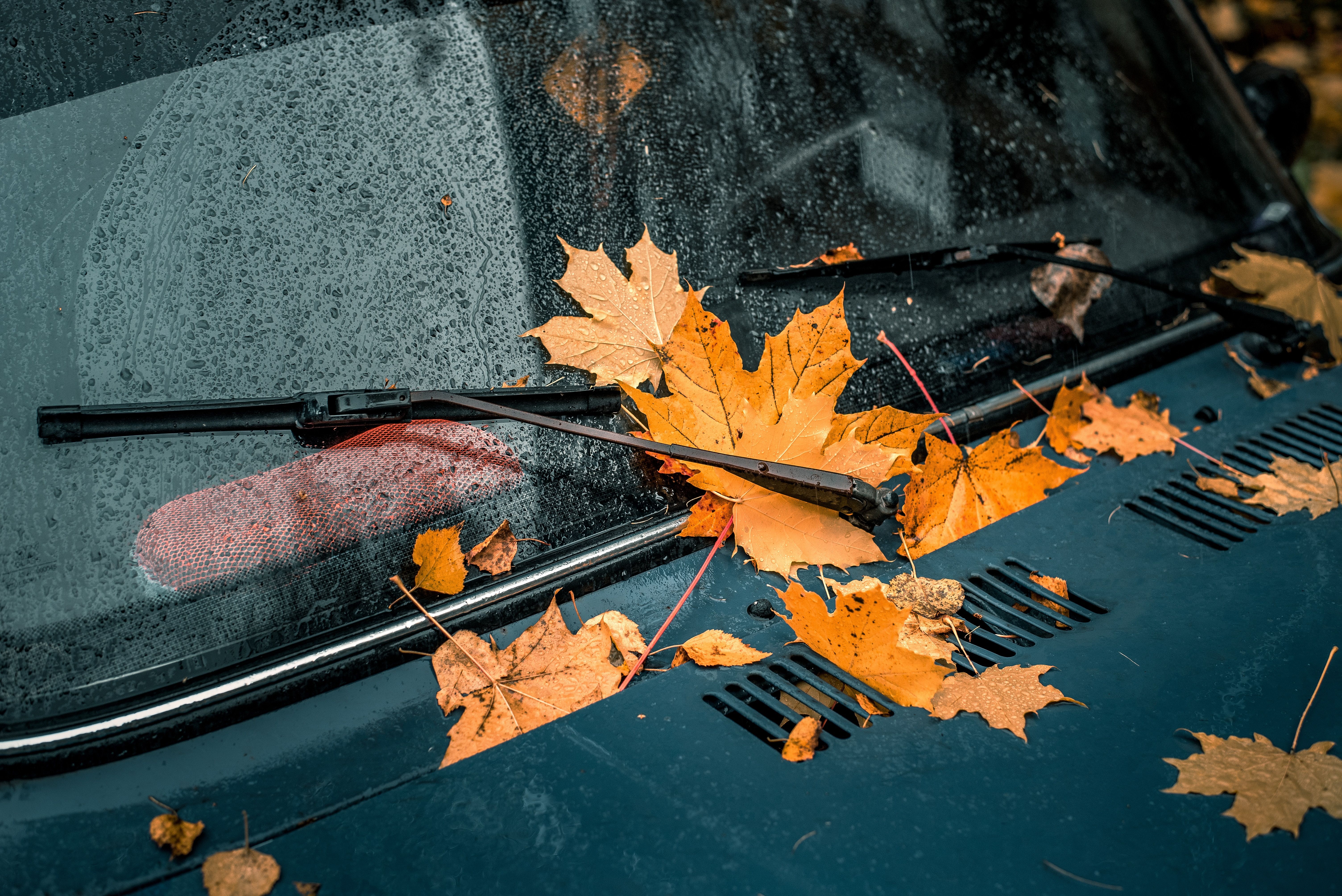 Some leaves on an old car's bonnet in autumn
