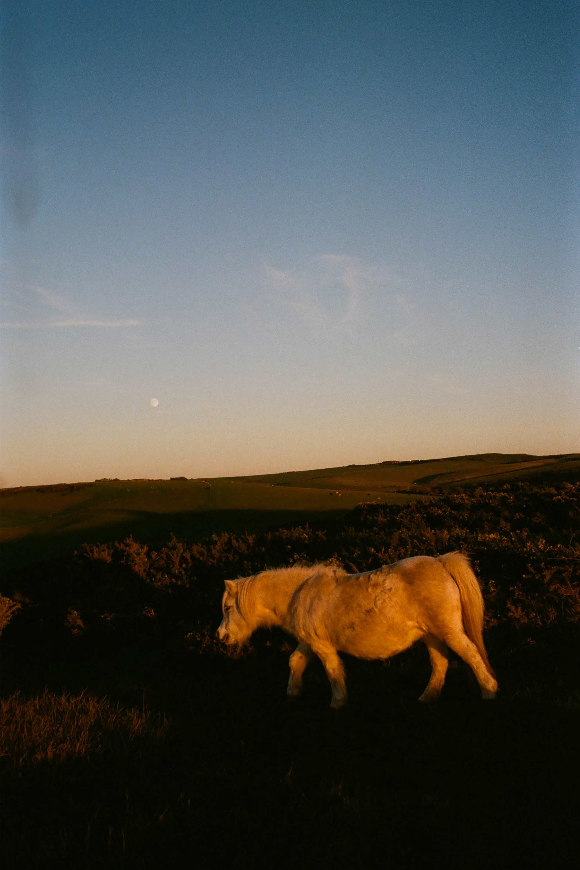 Monokel Eyewear sunglasses eclipse