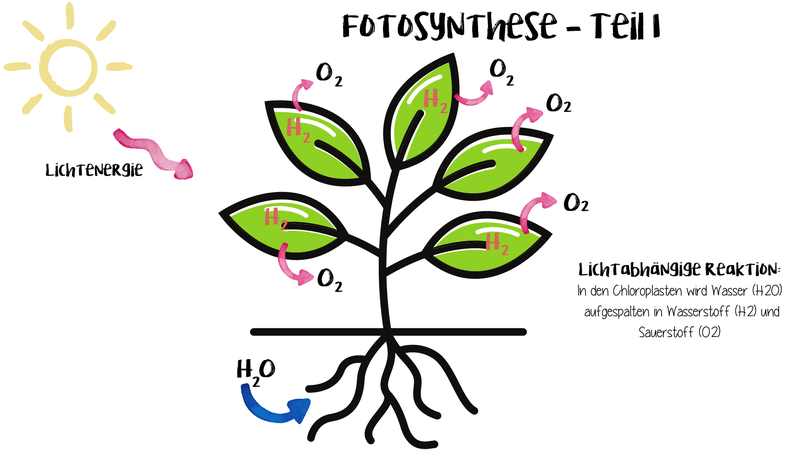 Wieso brauchen Pflanzen Licht? Friends With Plants