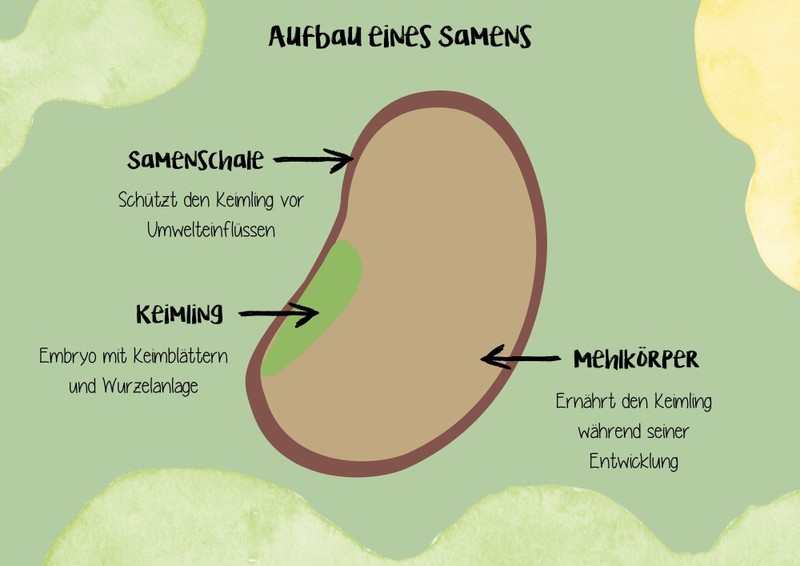 Darstellung Samenaufbau, Embryo umgeben von Mehlkörper und Schale