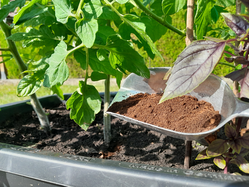 Tomaten werden mit Kaffeesatz gedüngt