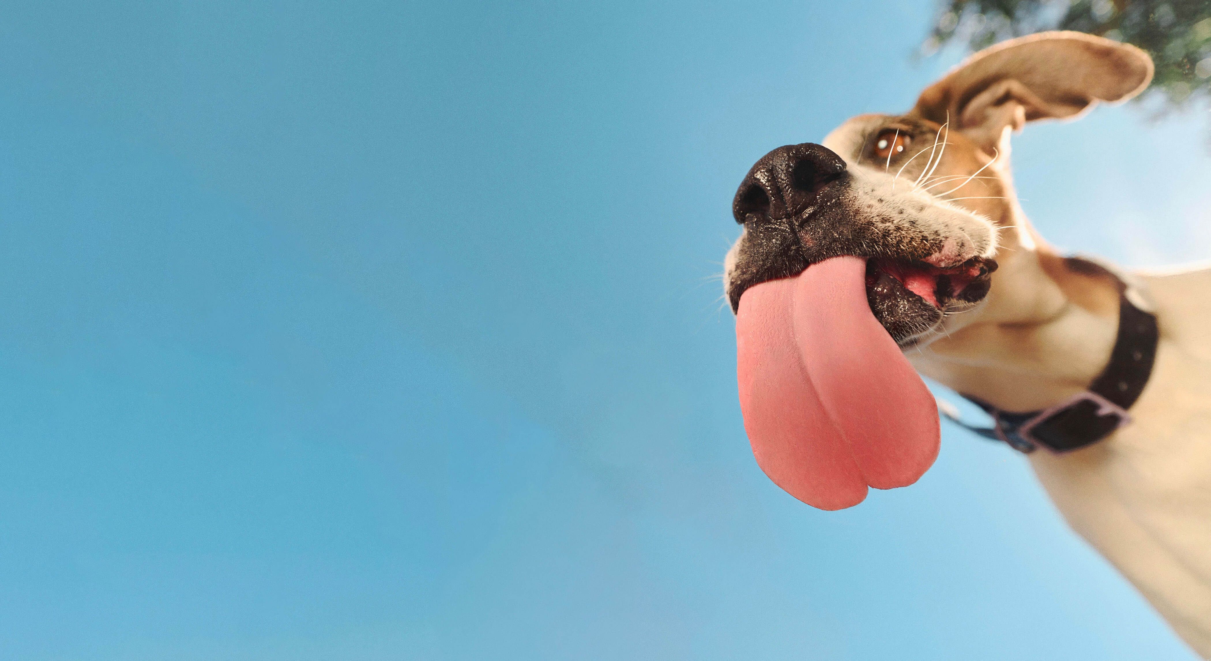 Dog with tongue licking screen