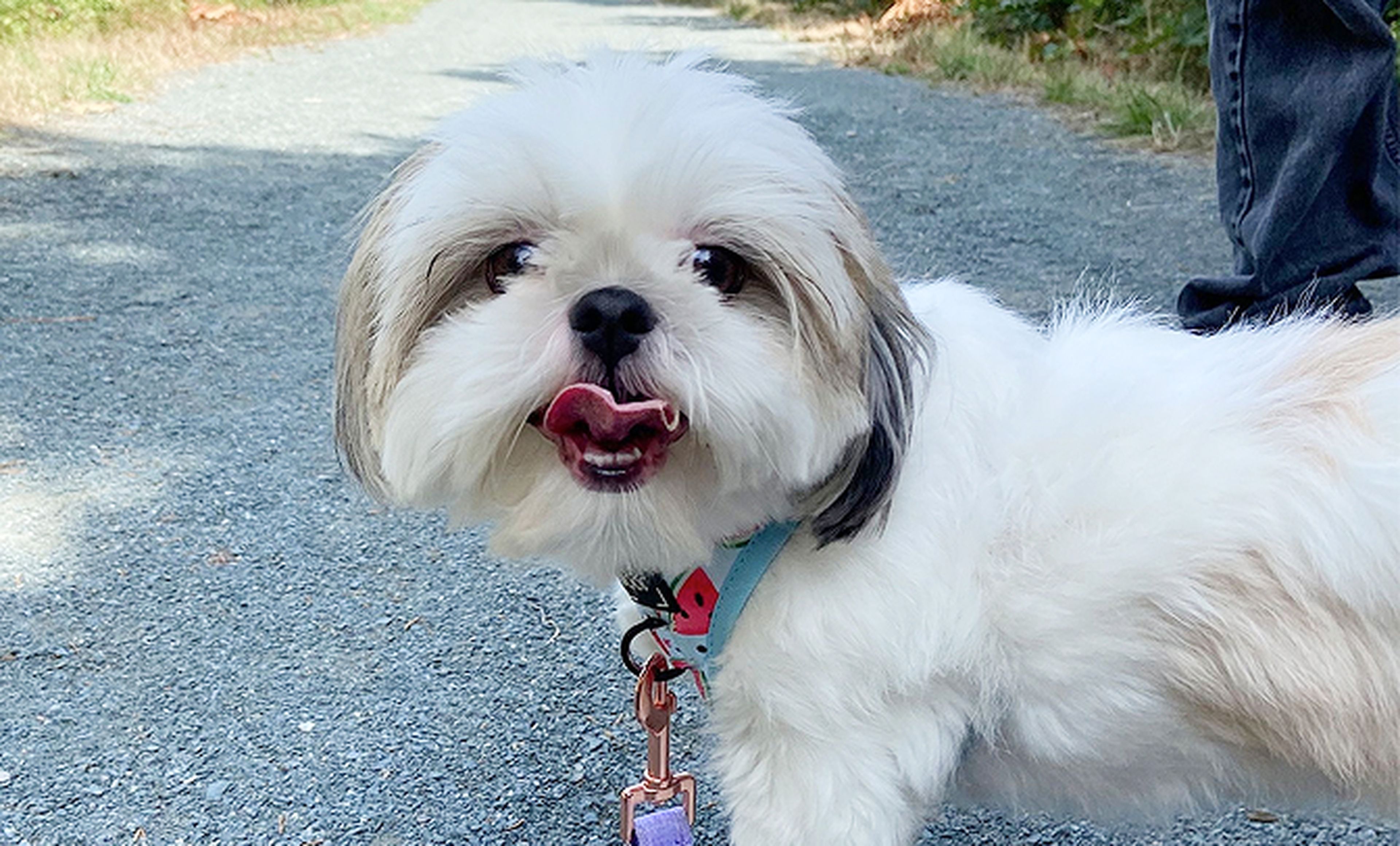image of a white dog named Momo