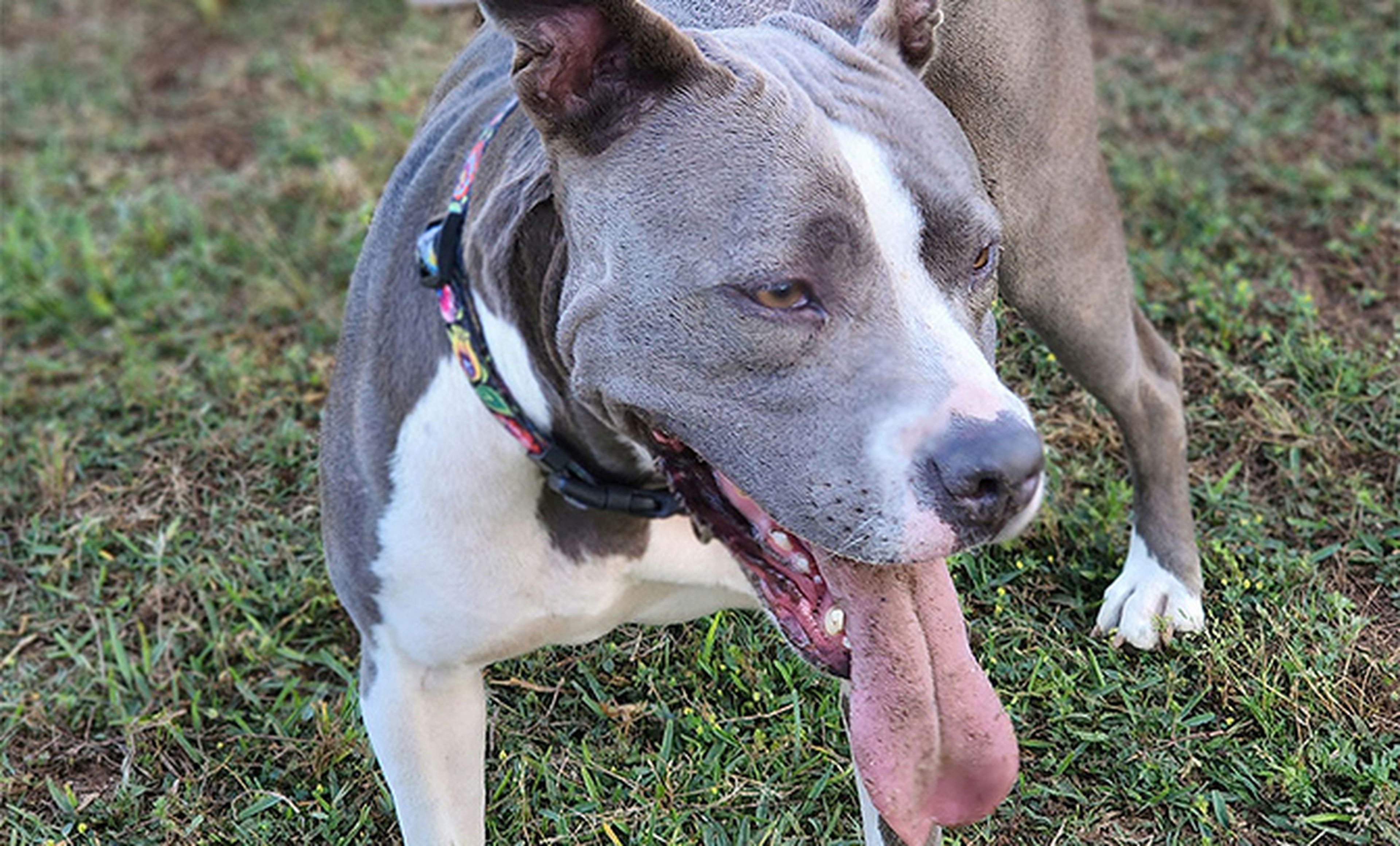 Image of a cute Pit Bull named Mora