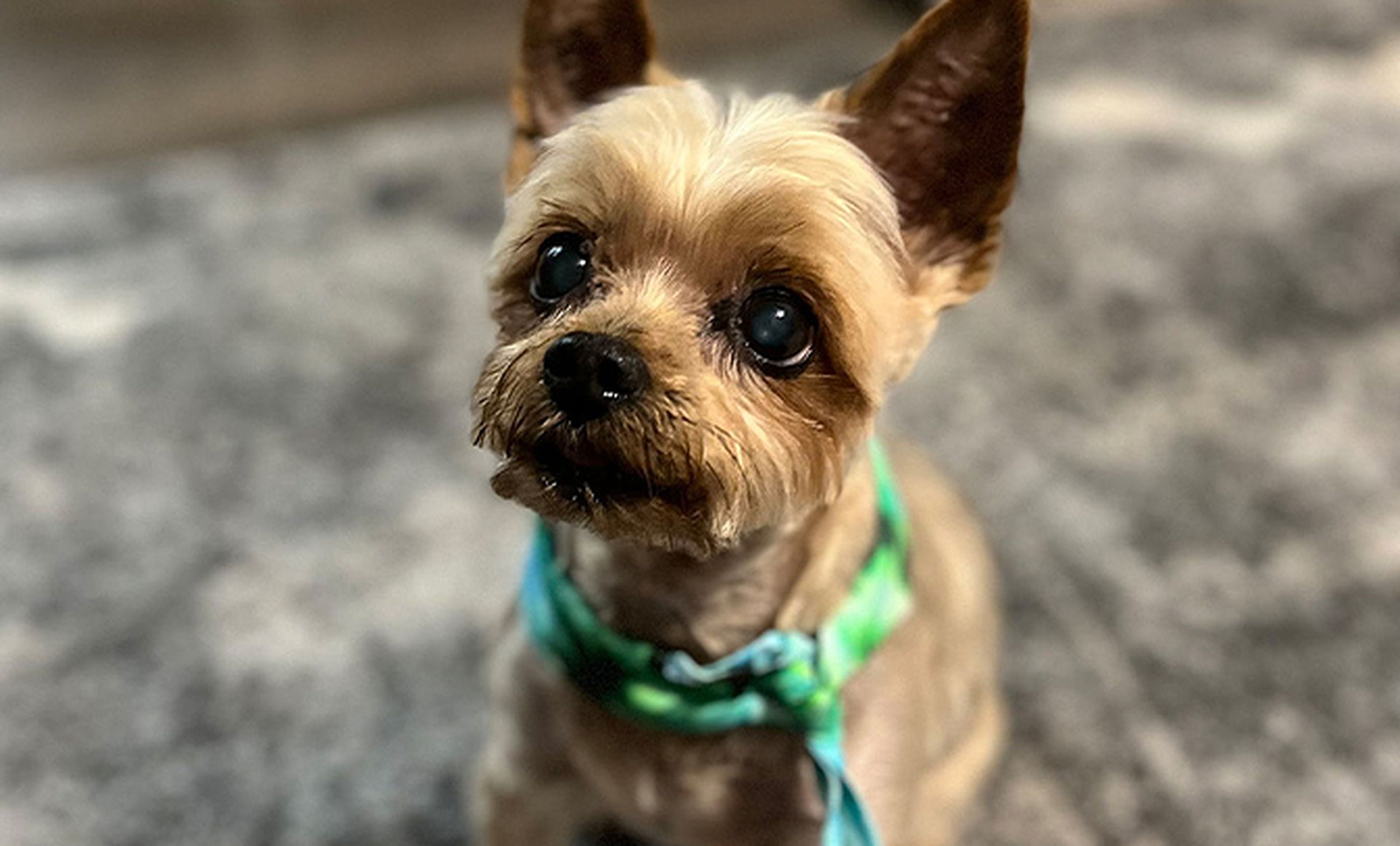 Image of a cute terrier named Seymour