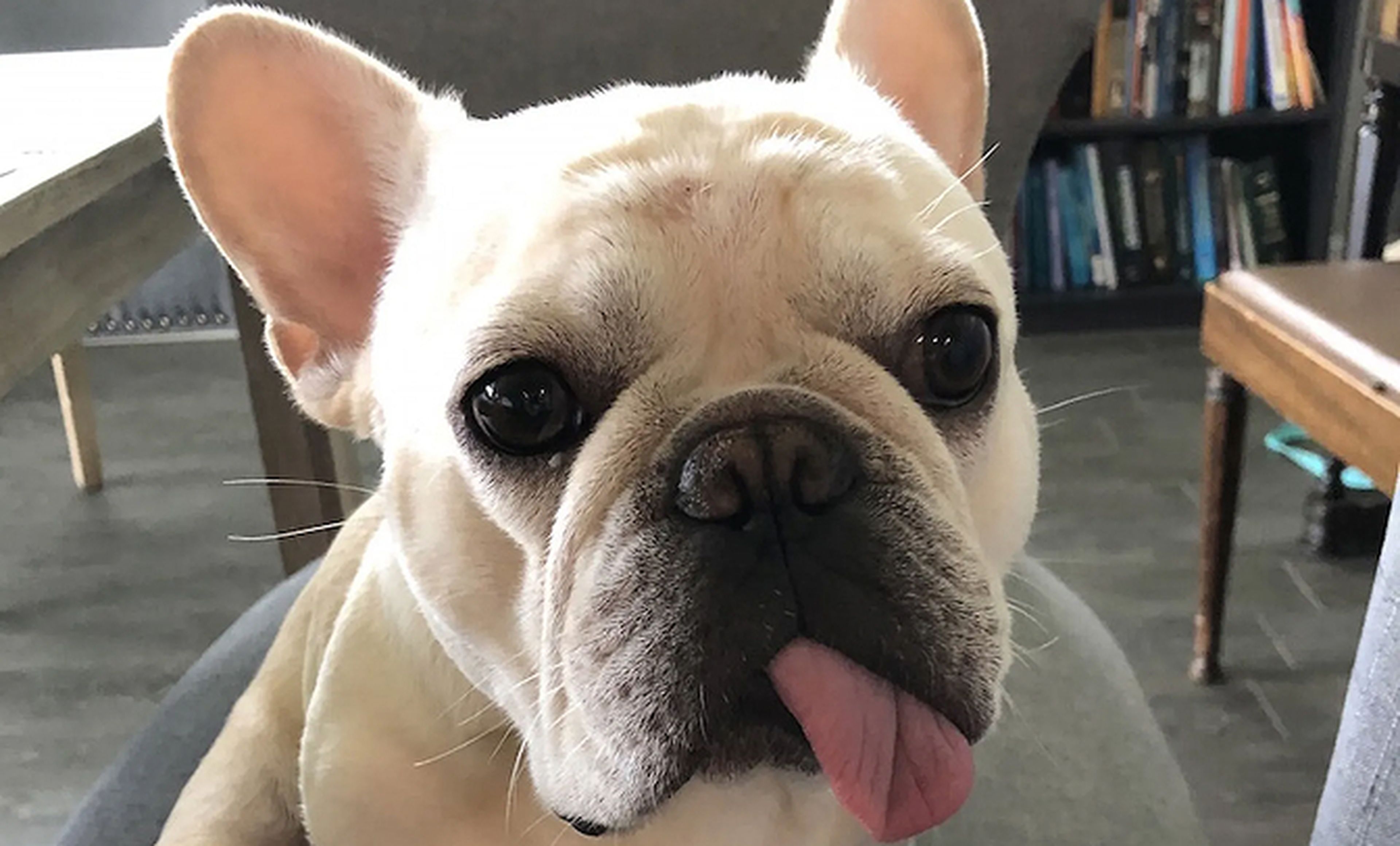 Image of a French Bulldog named Bear