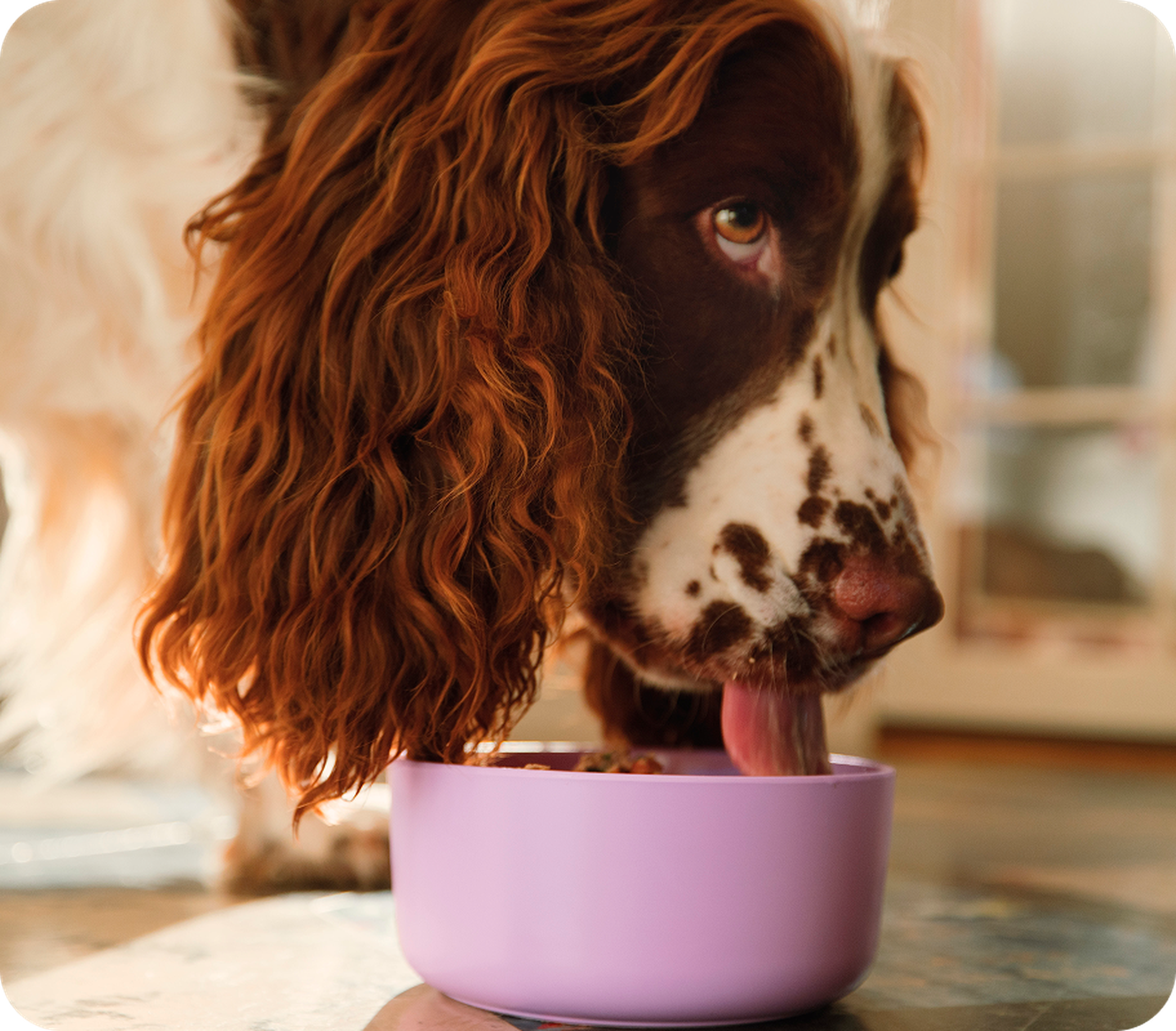 Collie eating fresh food out of a bowl