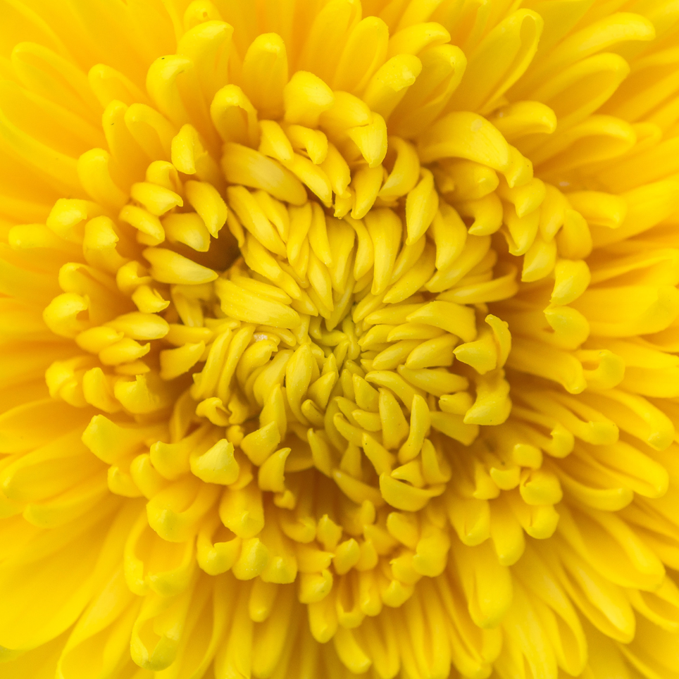 Nachhaltige Farbe_gelb