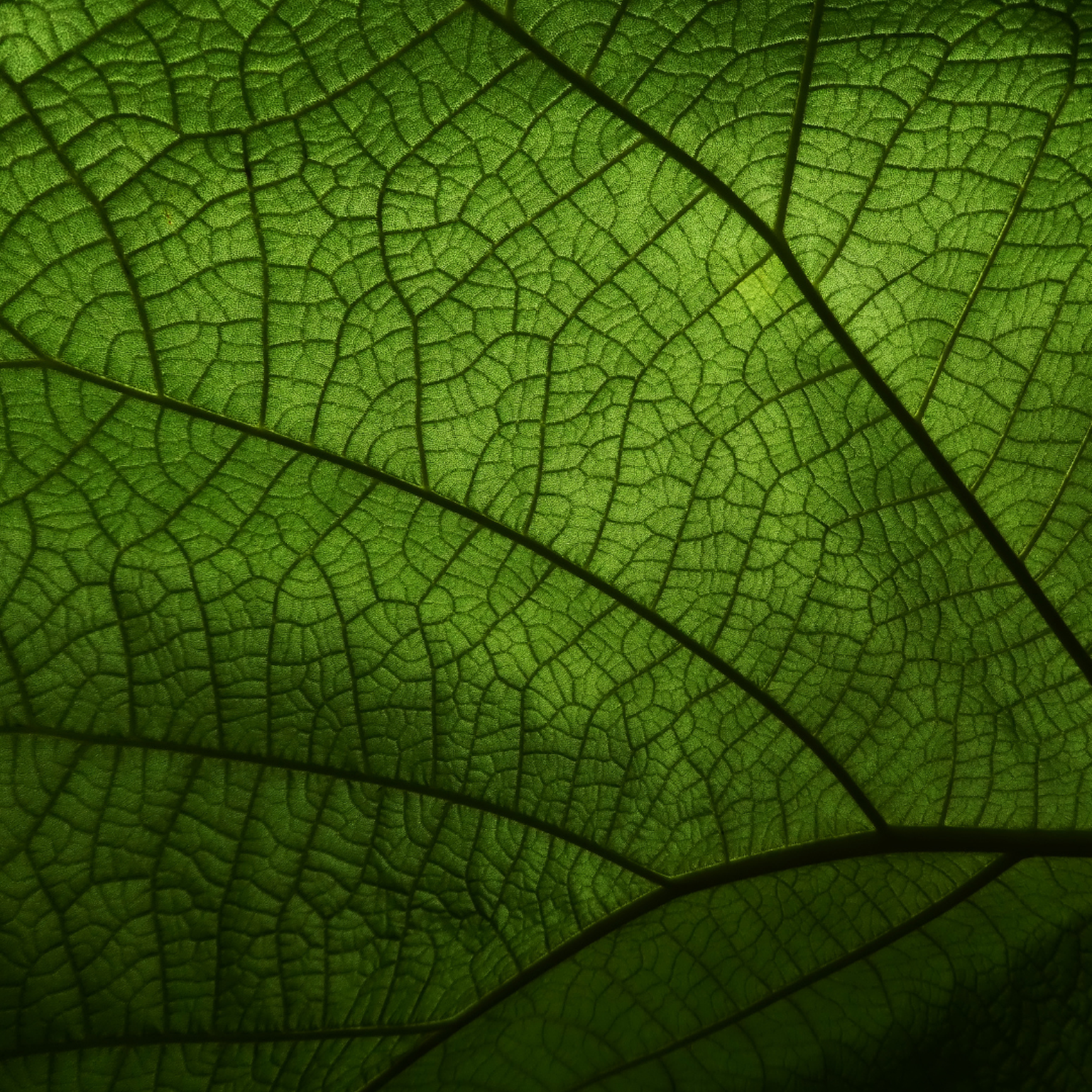 Farbe Grün