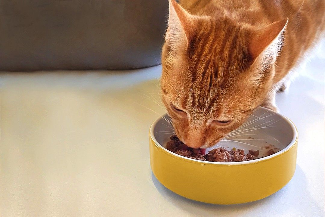 KatKin A fresh take on cat health KatKin Club