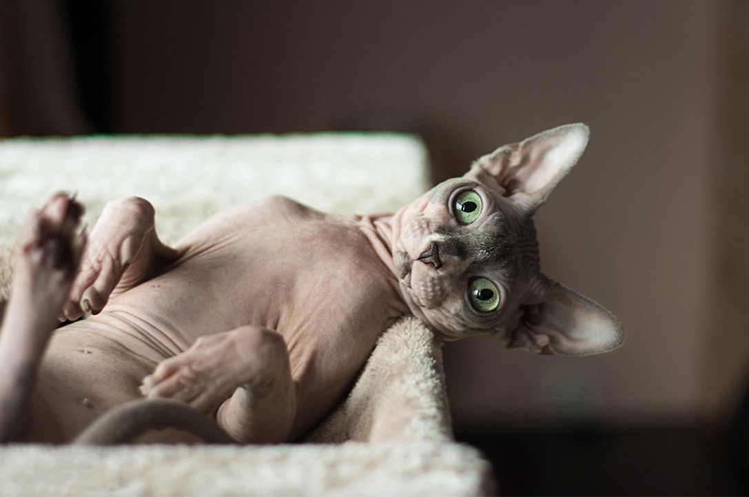Sphynx Cat Lying on Back