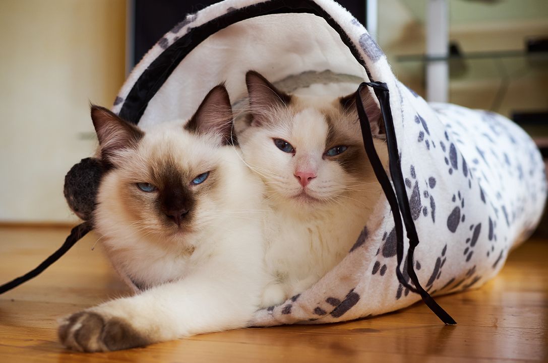Two Ragdoll Cats Lying