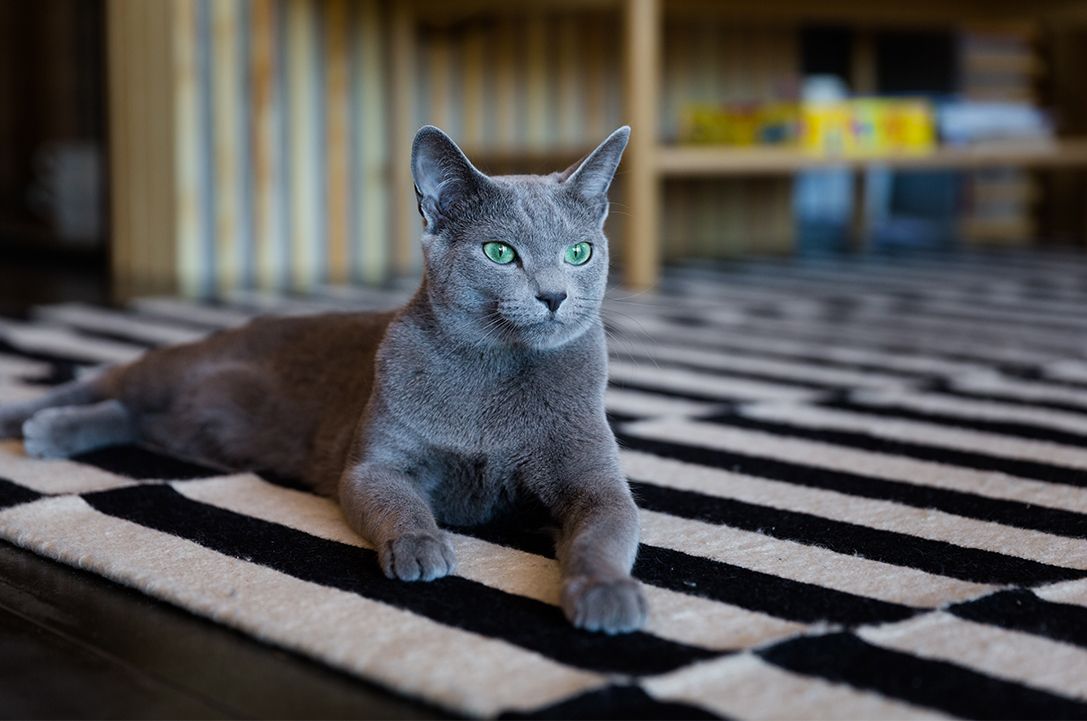 Russian Blue Cat Lying on Striped Carpet