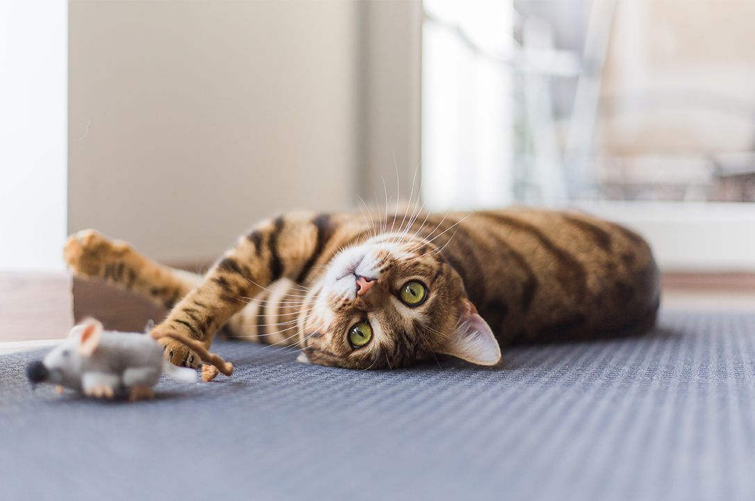 bengal cat lay down playing