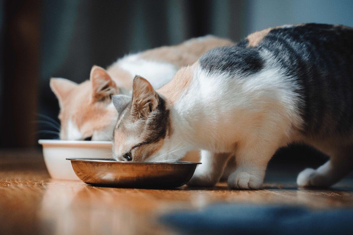 The truth about wet cat food