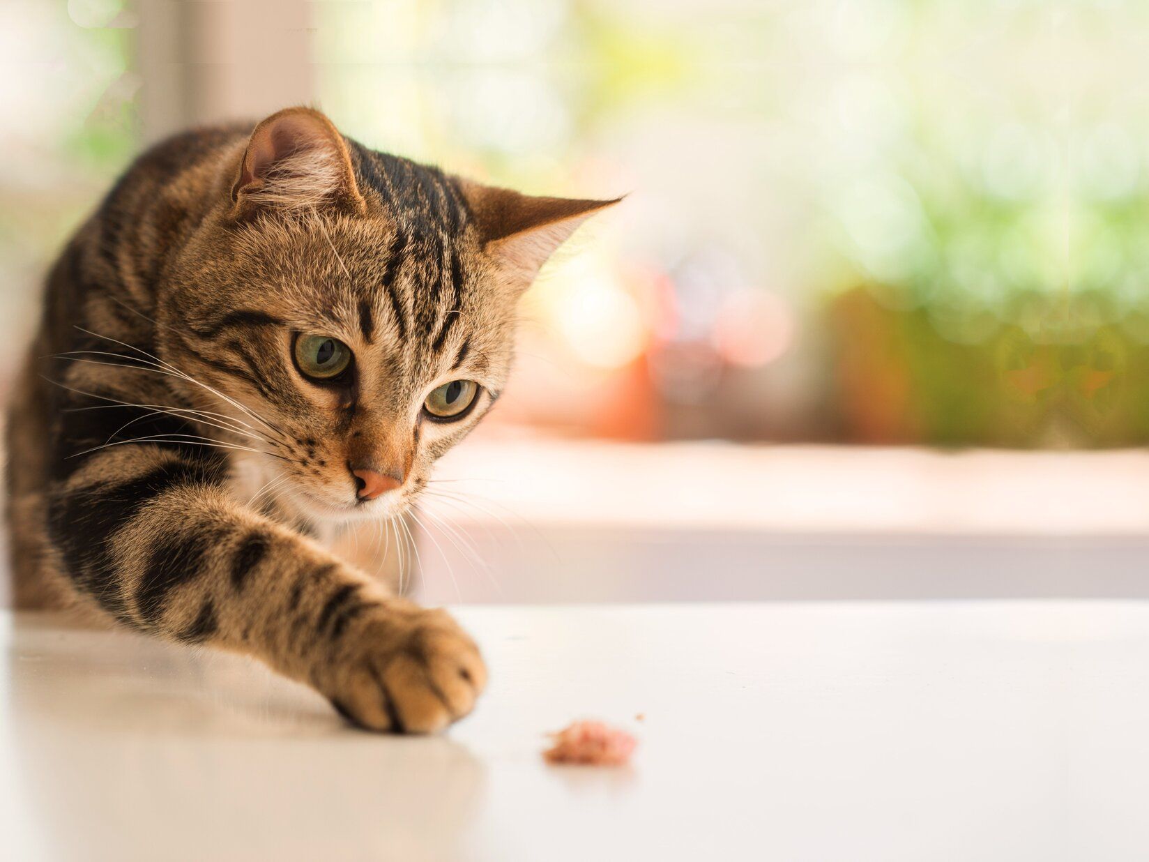 The truth about high protein cat food