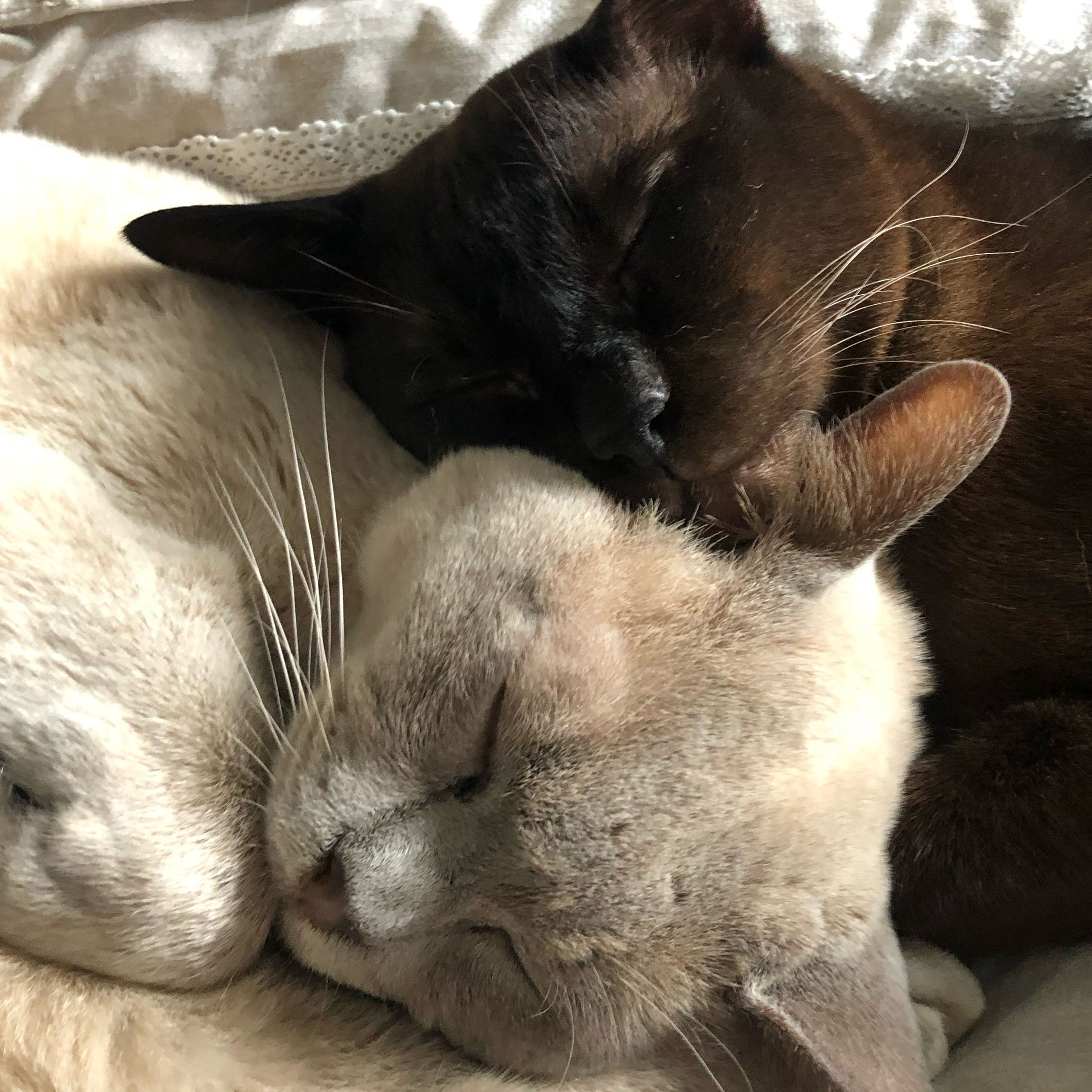 KatKin A fresh take on cat health KatKin Club