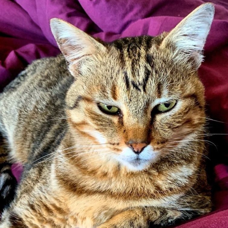 KatKin A fresh take on cat health KatKin Club
