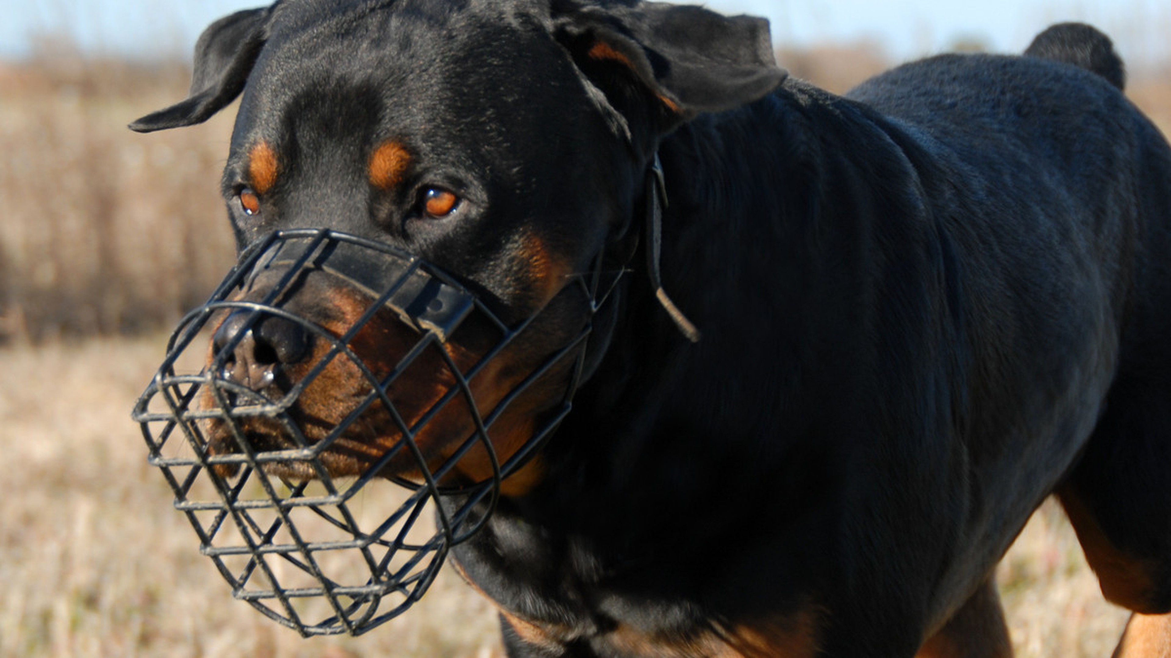 Muzzle training best sale for biting