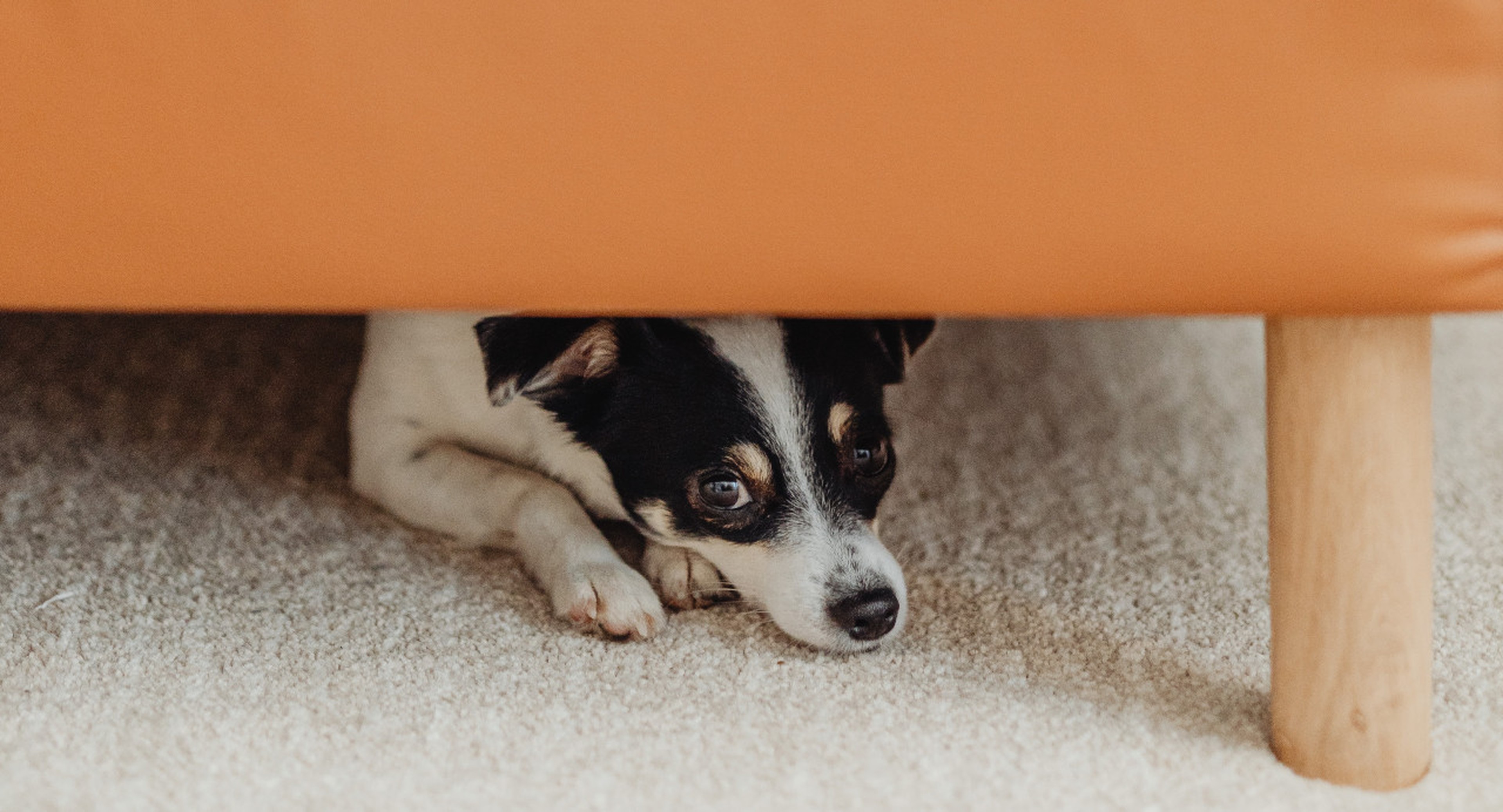 Allulose And Your Dog: What Every Pet Owner Must Know - dbkxadk