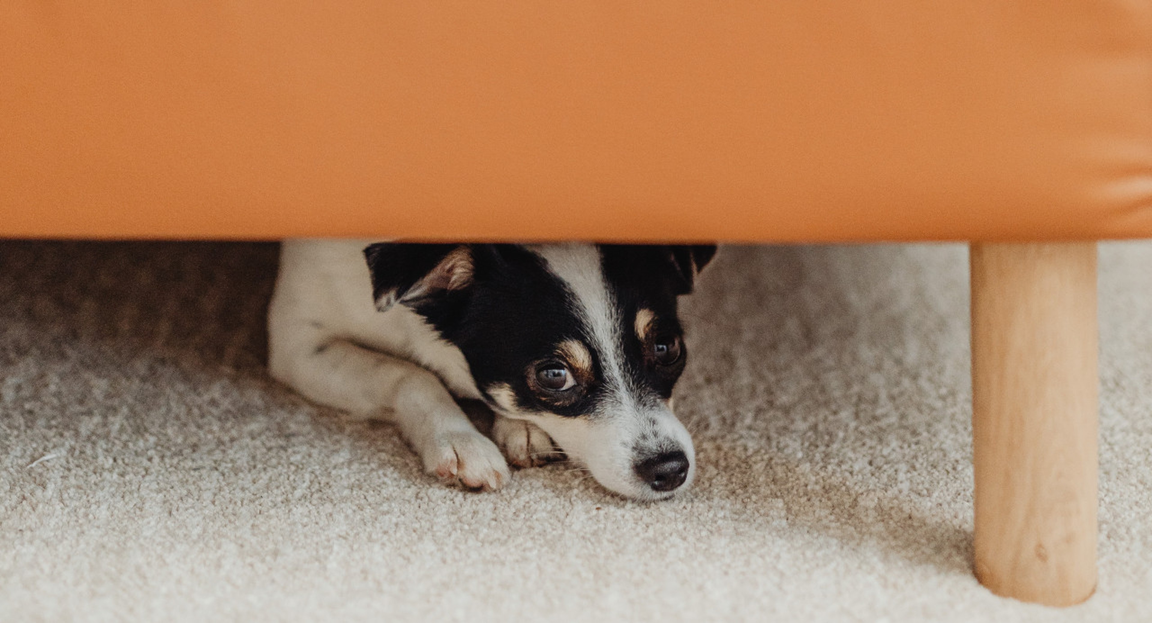 12 calming things to do when your dog is scared Napo Pet Care