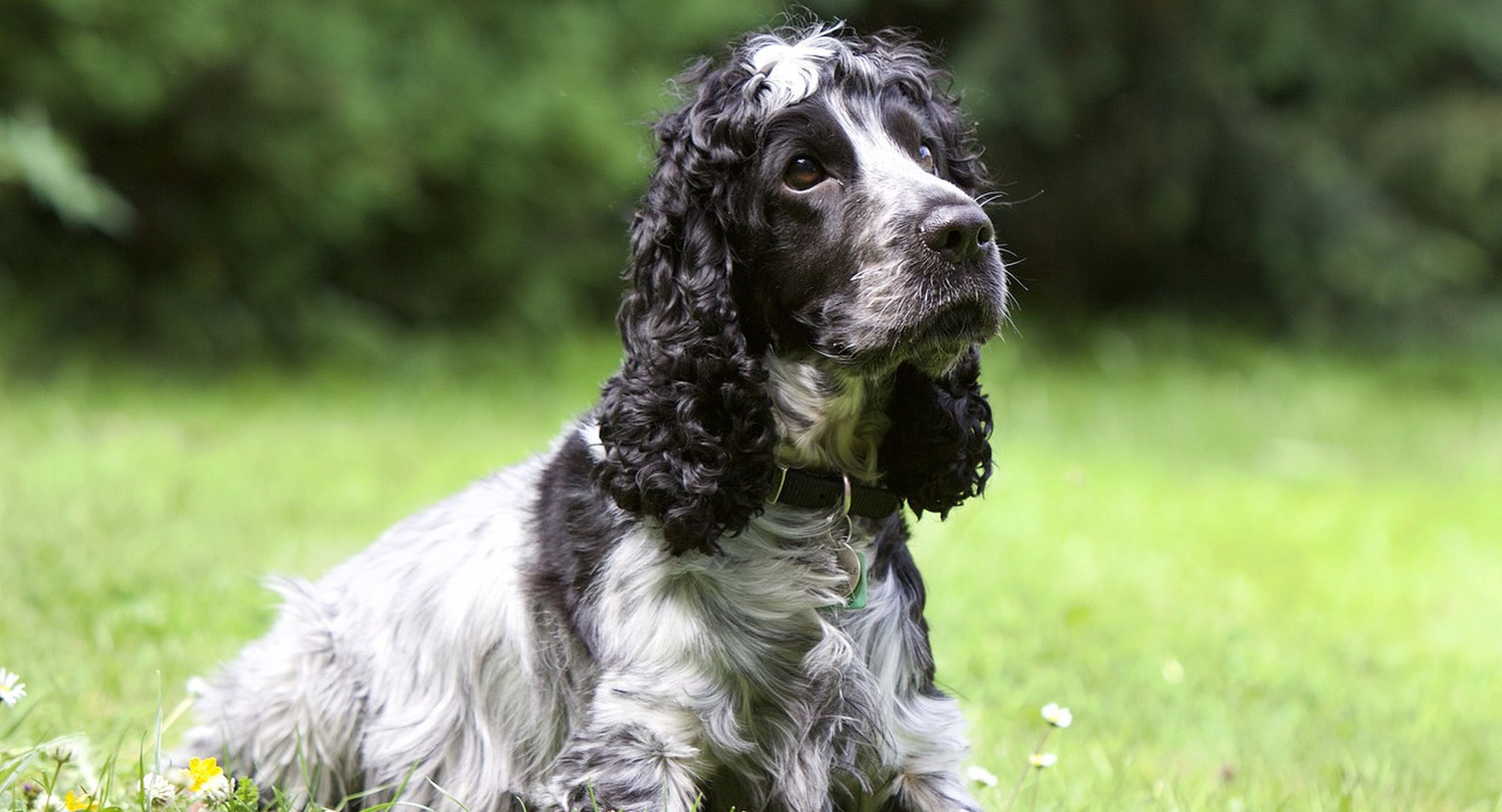 English cocker spaniel litter hot sale size