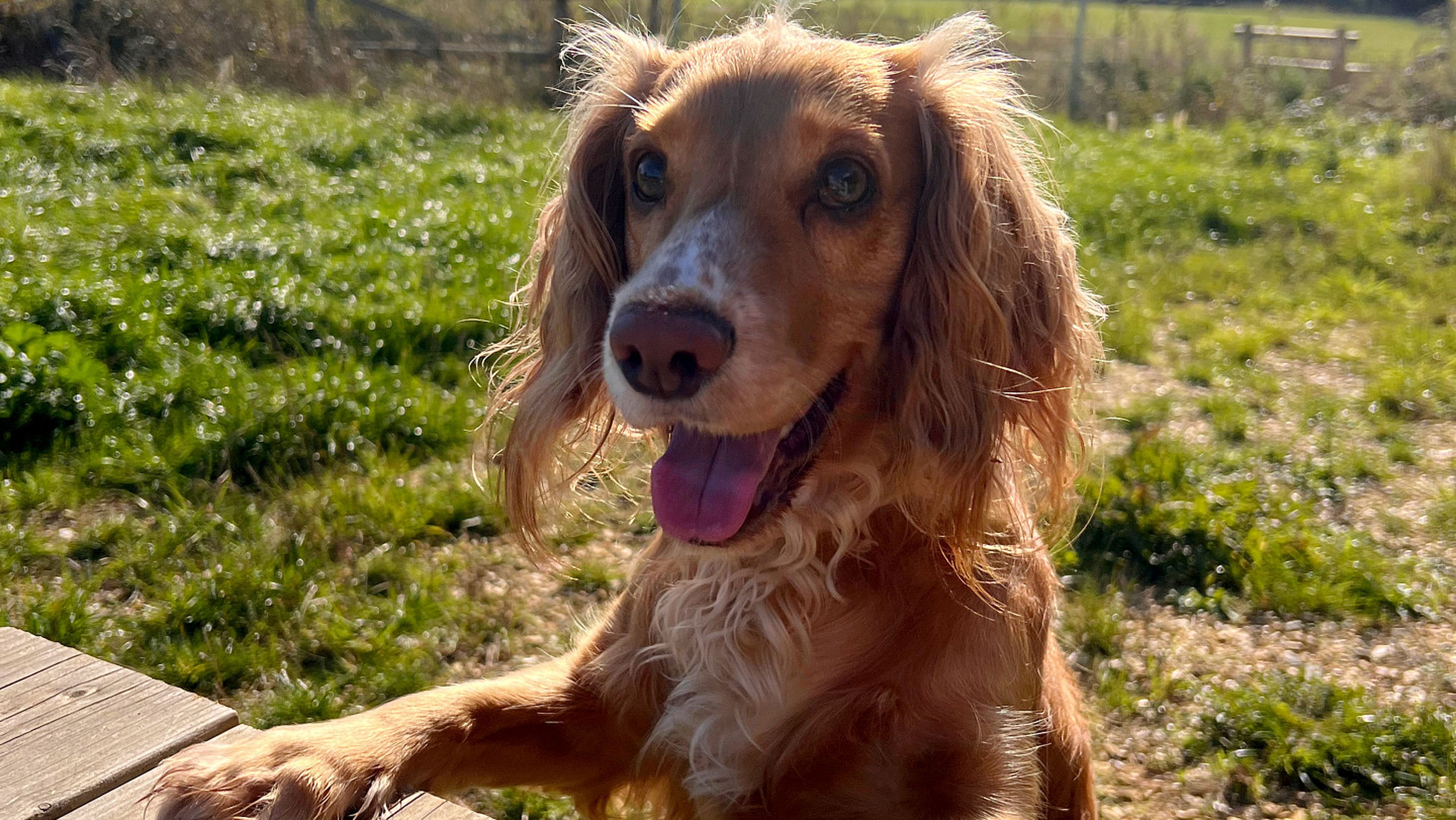 Lemon cocker hot sale spaniel