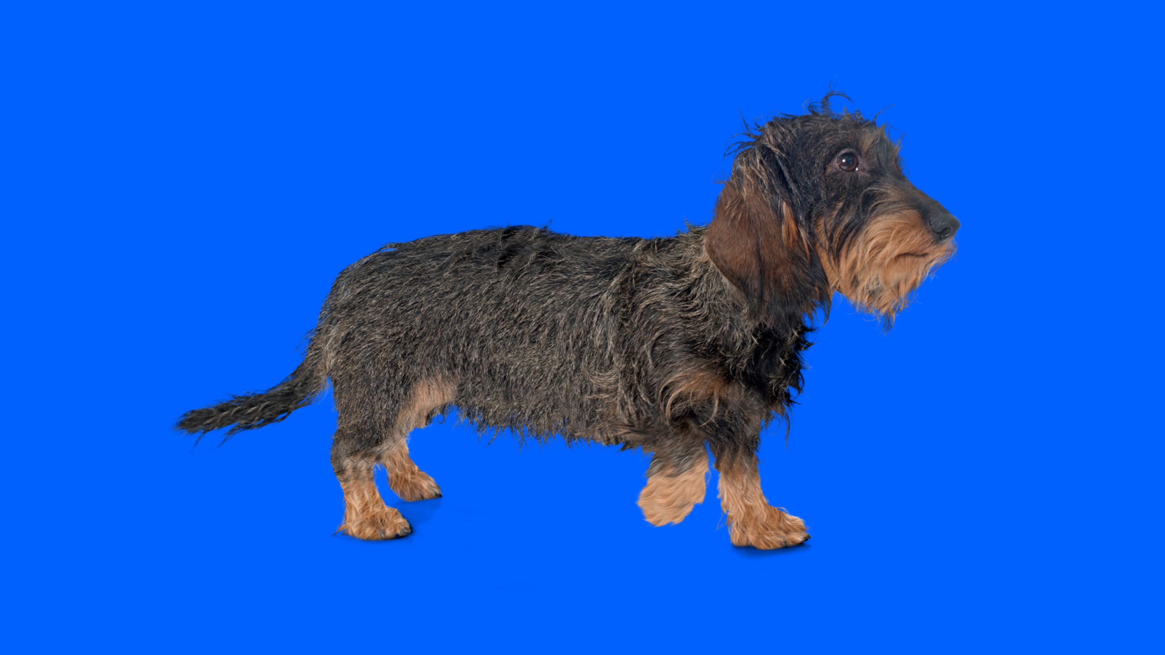 Stripping wire haired clearance dachshund