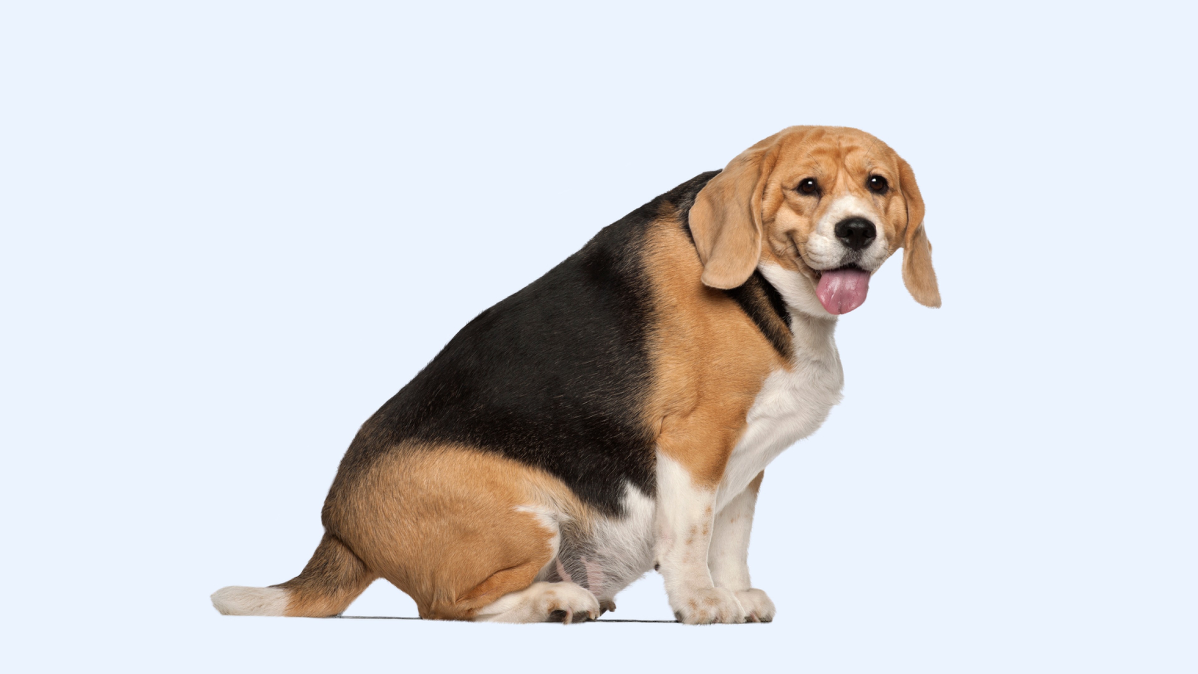 7 Breeds Most Prone To Being Obese And What Overweight Dogs Look Like |  Napo Pet Insurance