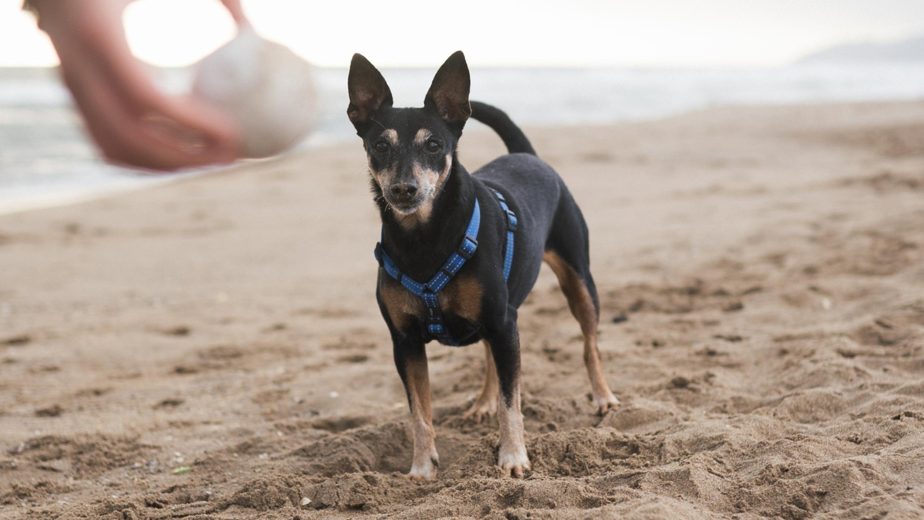14 of the best dogfriendly beaches in the UK Napo Pet Care