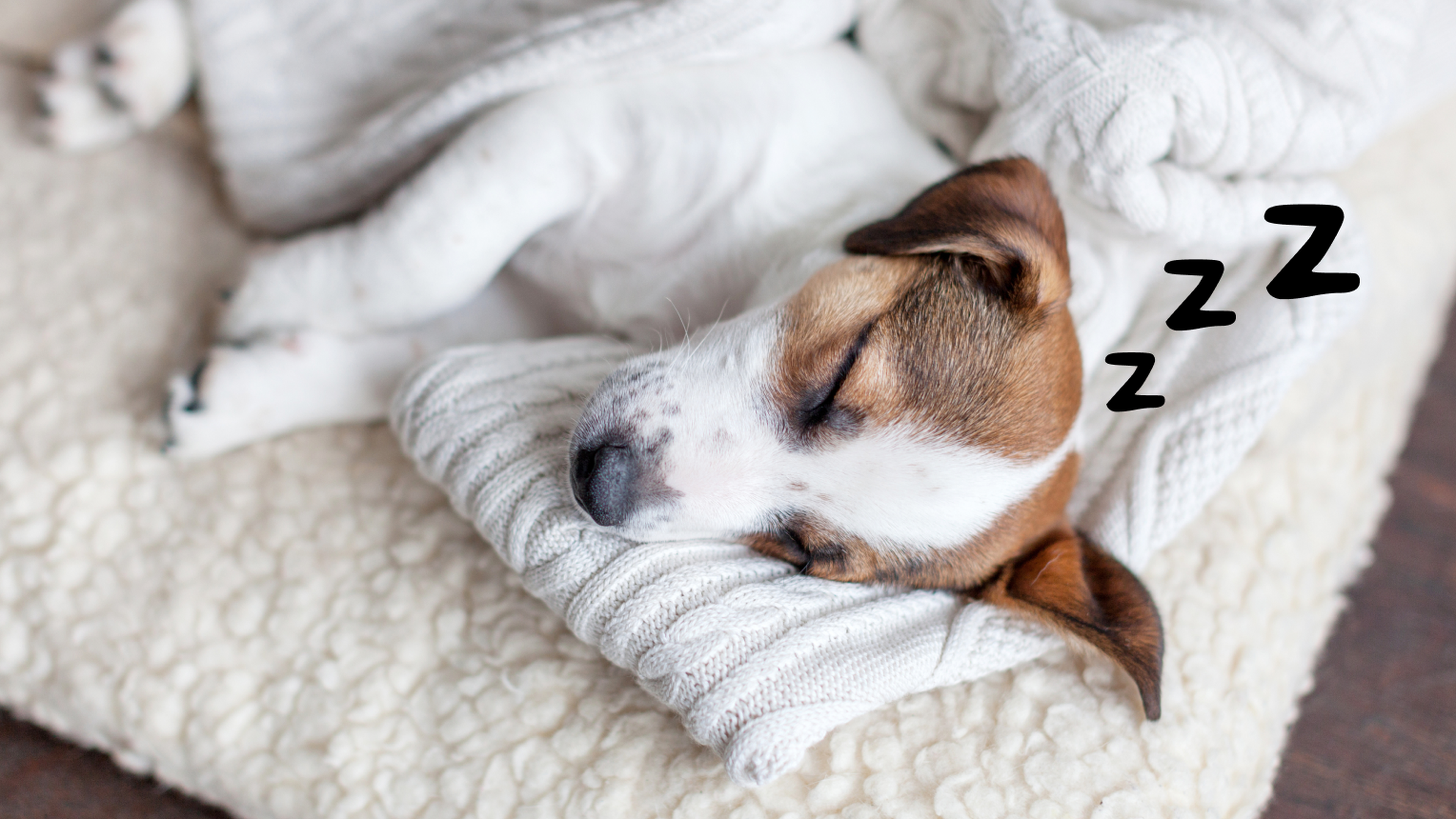 When can a puppy start sleeping in your outlet bed