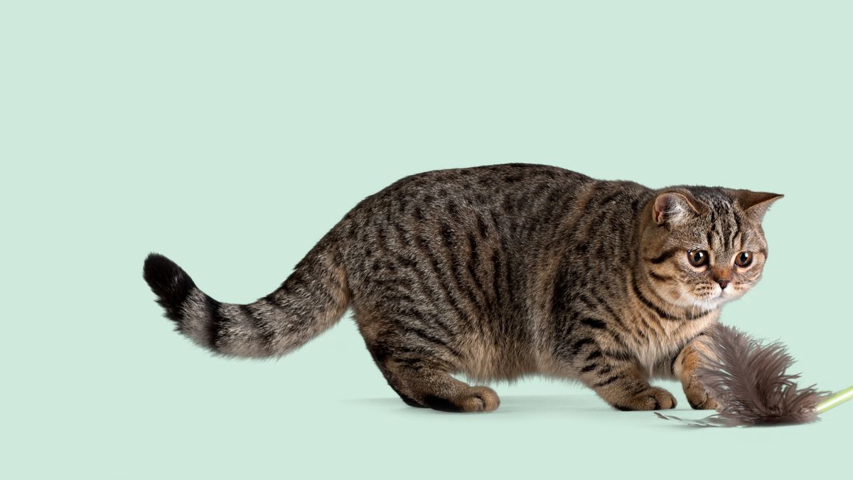 How to stimulate an indoor cat Napo Pet Care