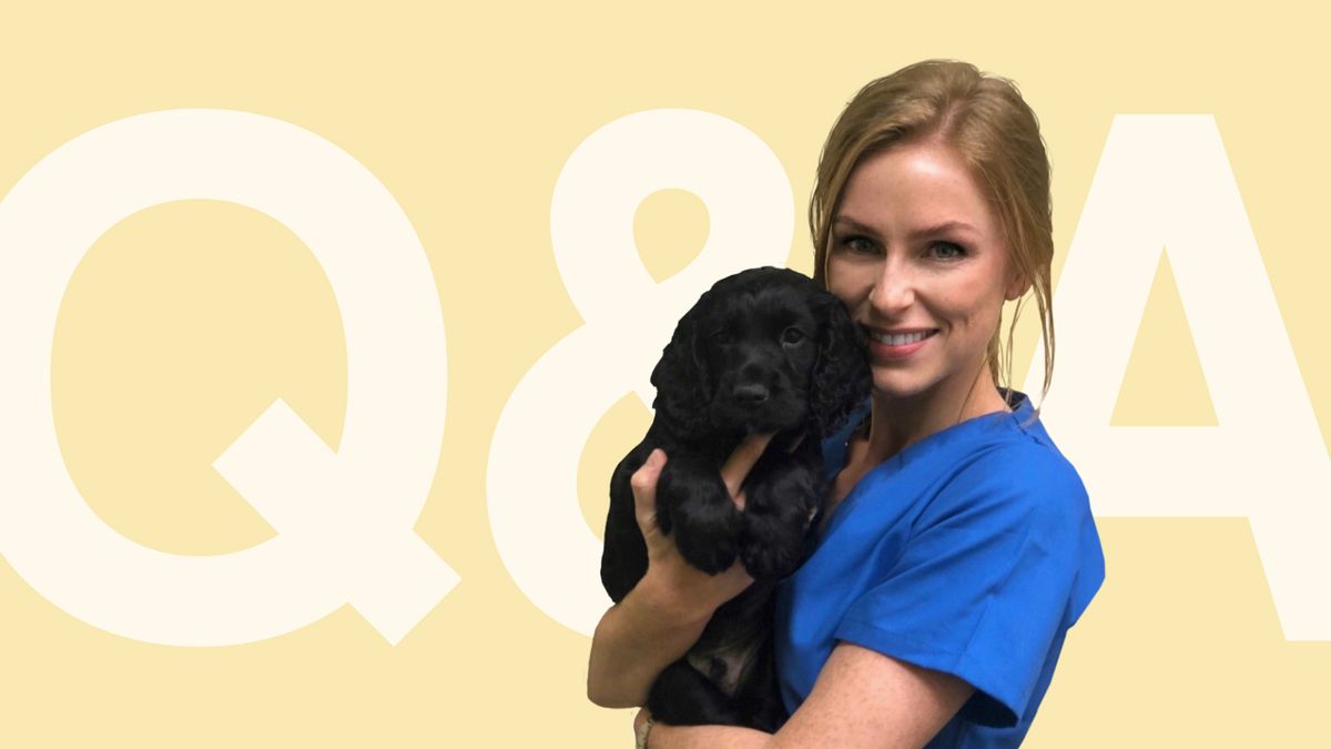 Louisa the vet on... what to know about heatstroke in pets Napo Pet Care