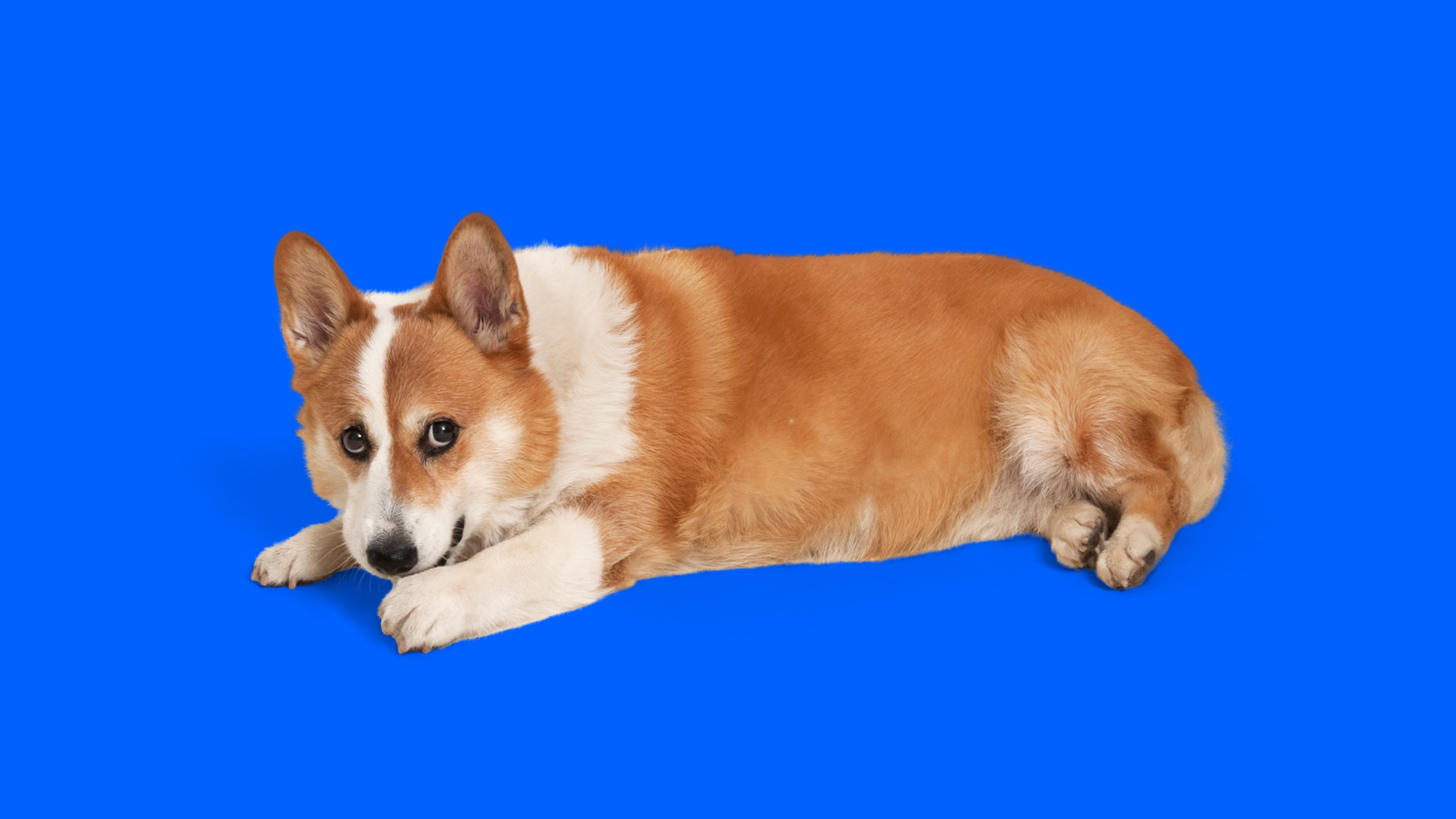 pembroke welsh corgi blue