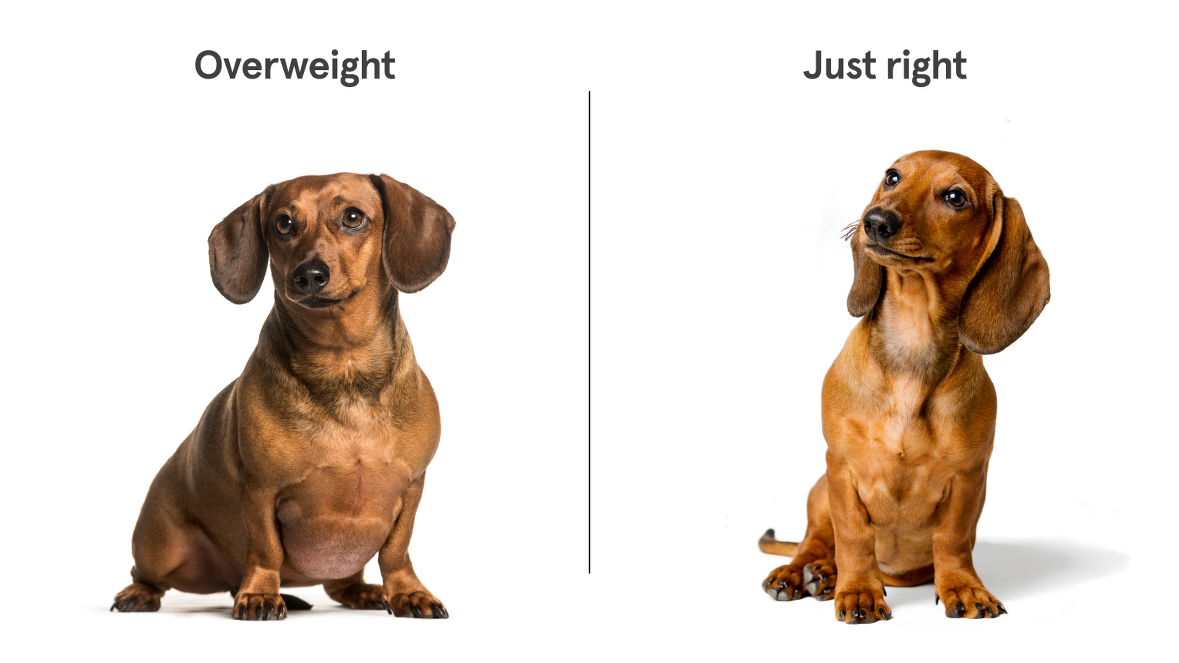 Obese dachshund hot sale