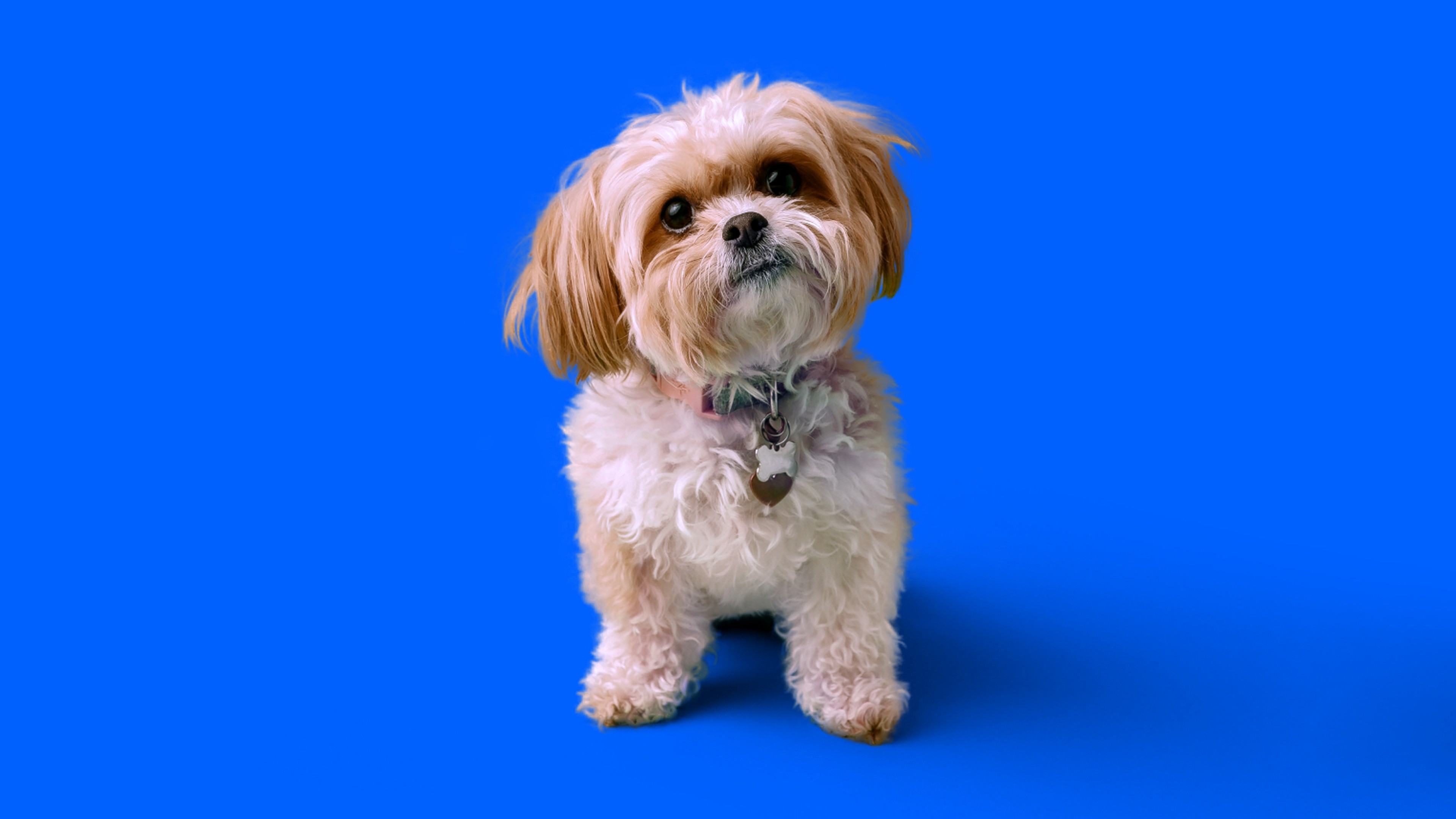 Understanding Down Syndrome In Shih Tzus: Everything You Need To Know - 7skexz5