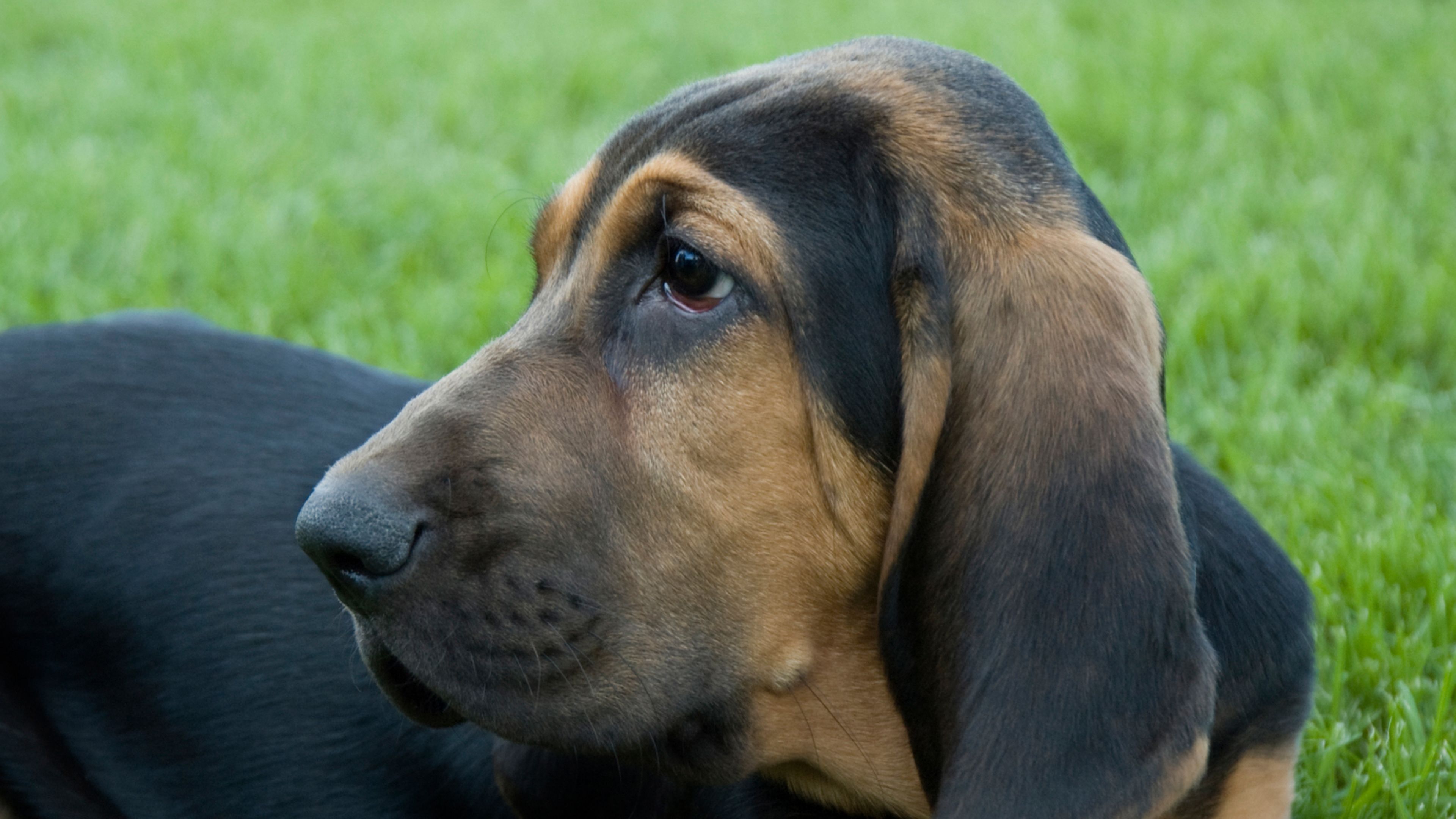 Bloodhound Shedding A Lot