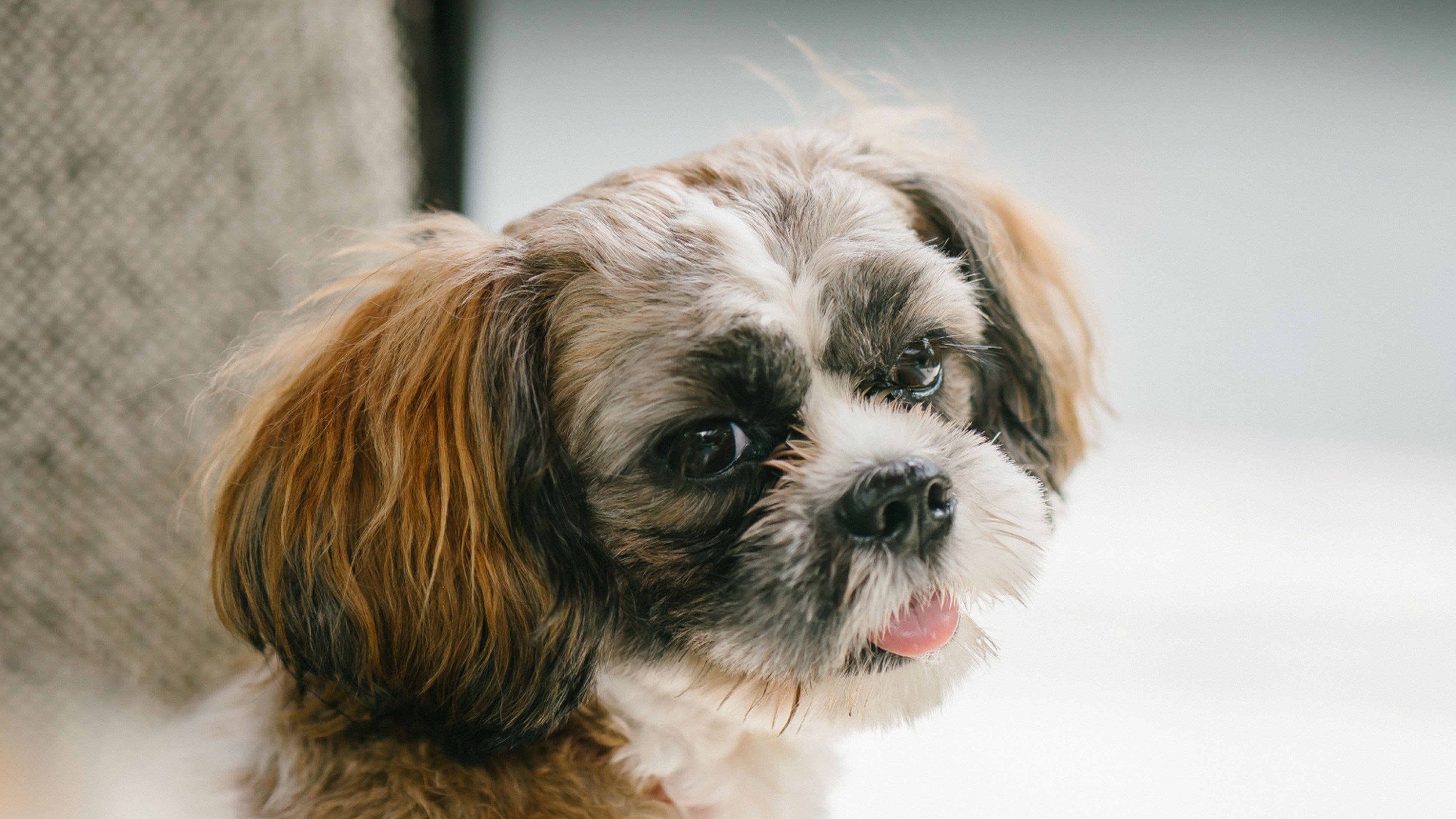 Understanding Down Syndrome In Shih Tzus: Everything You Need To Know - w58bwx0