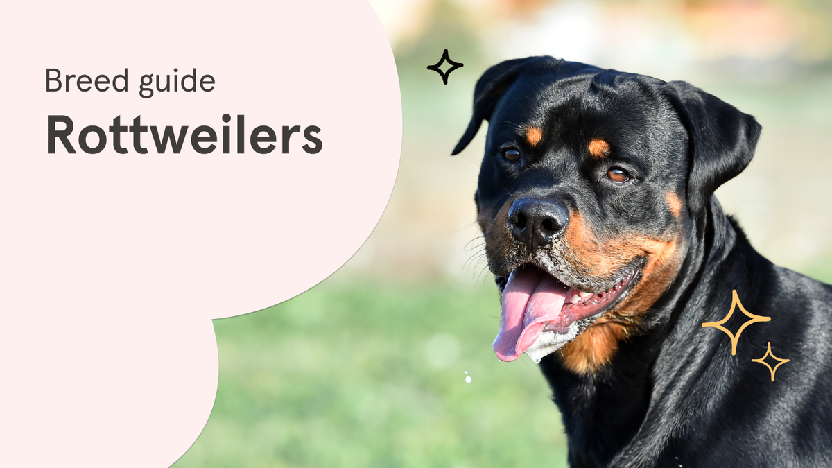 Everything you need to know about Rottweilers Napo Pet Care