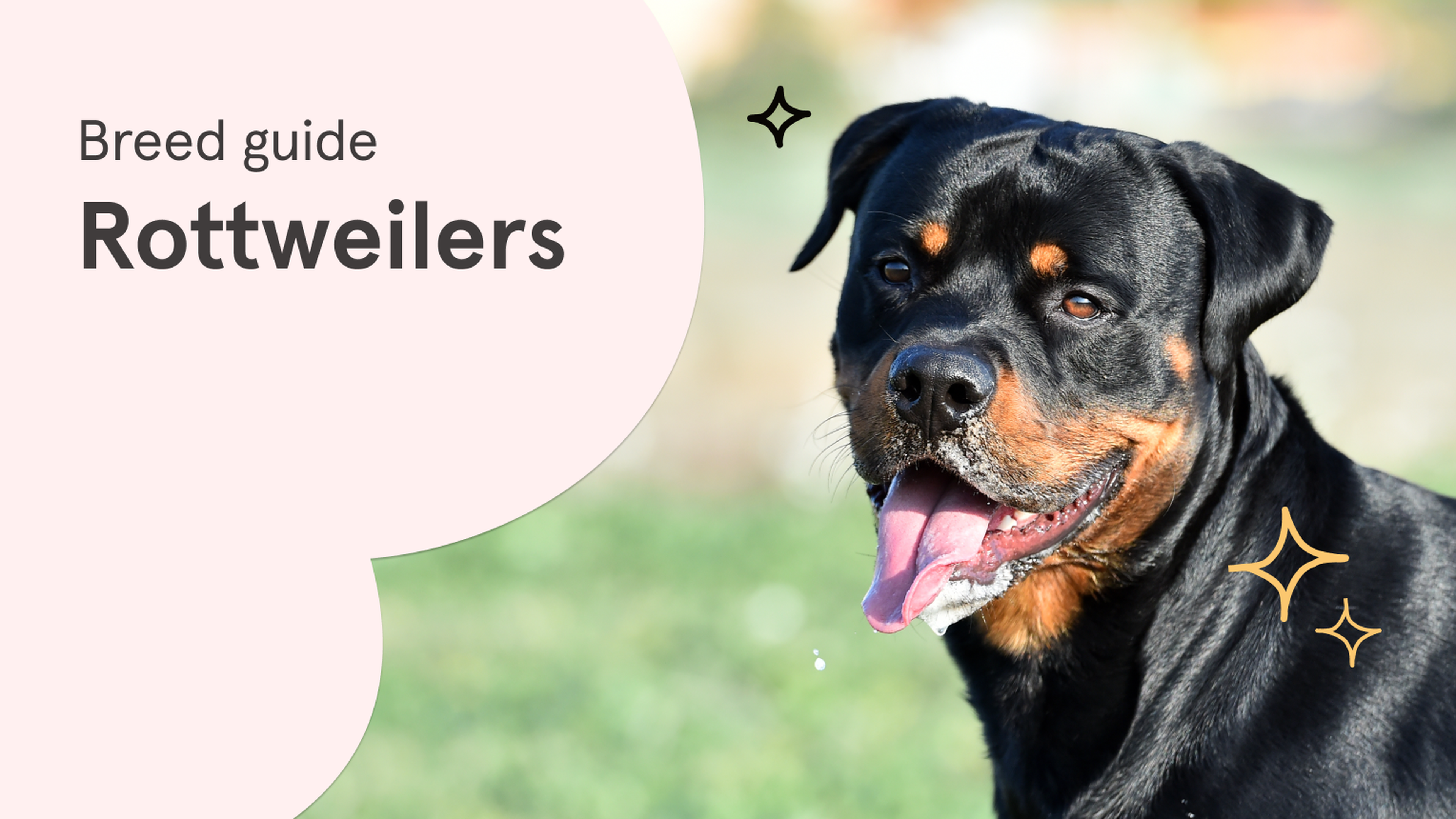 Rottweiler skin hot outlet spots