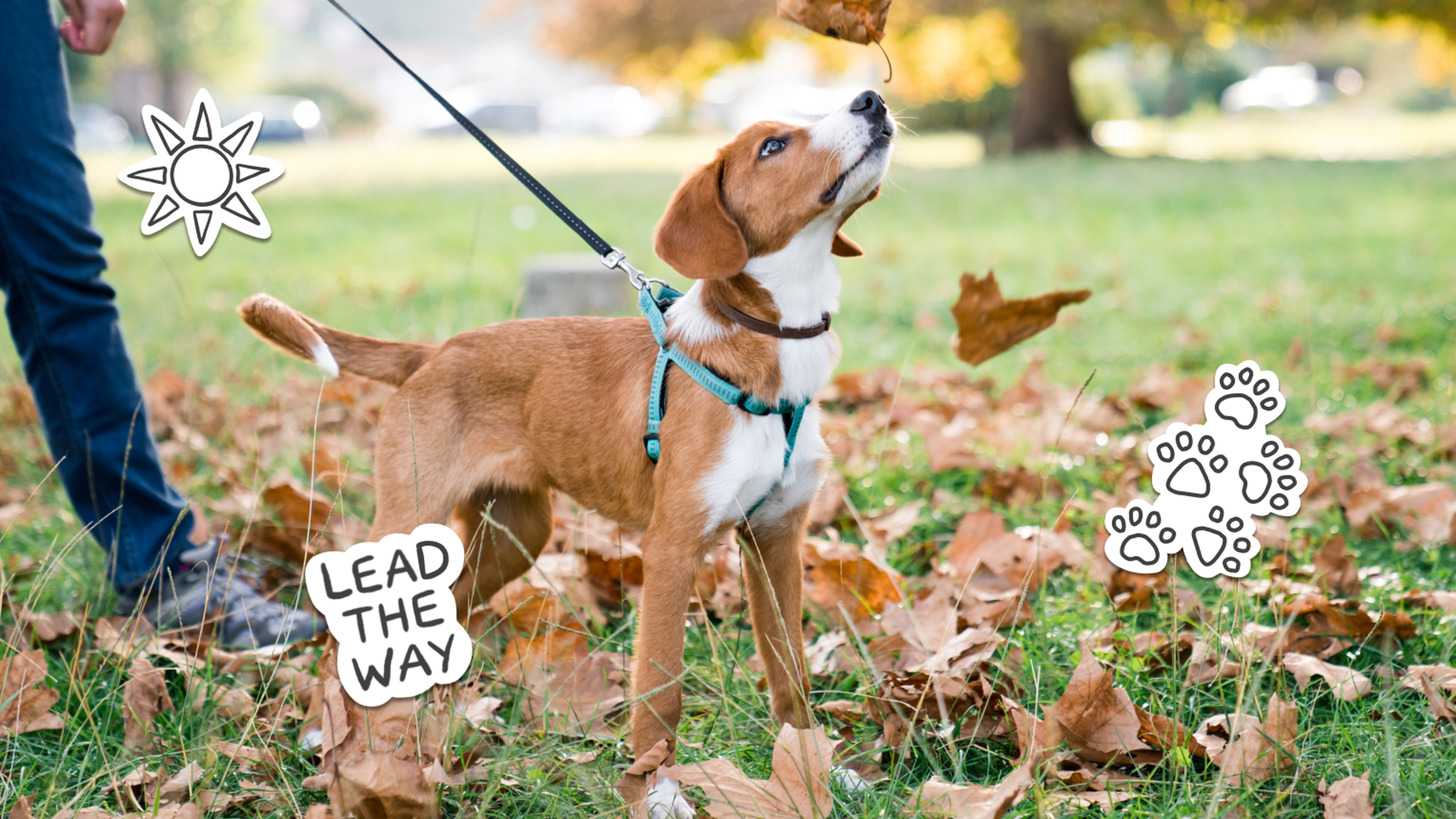 Walking puppy hotsell on lead