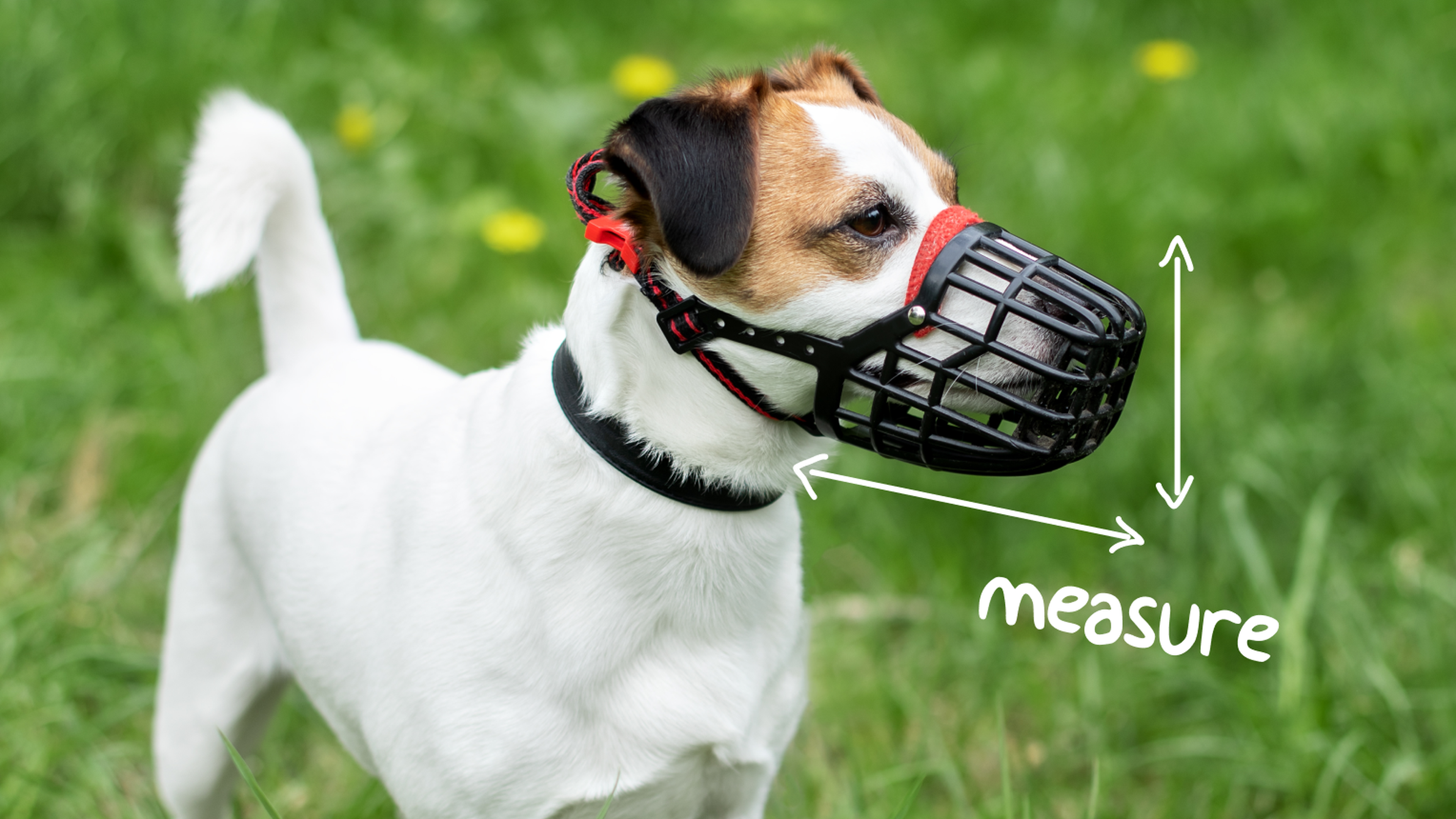 How to measure your dog for a muzzle and pick the right muzzle