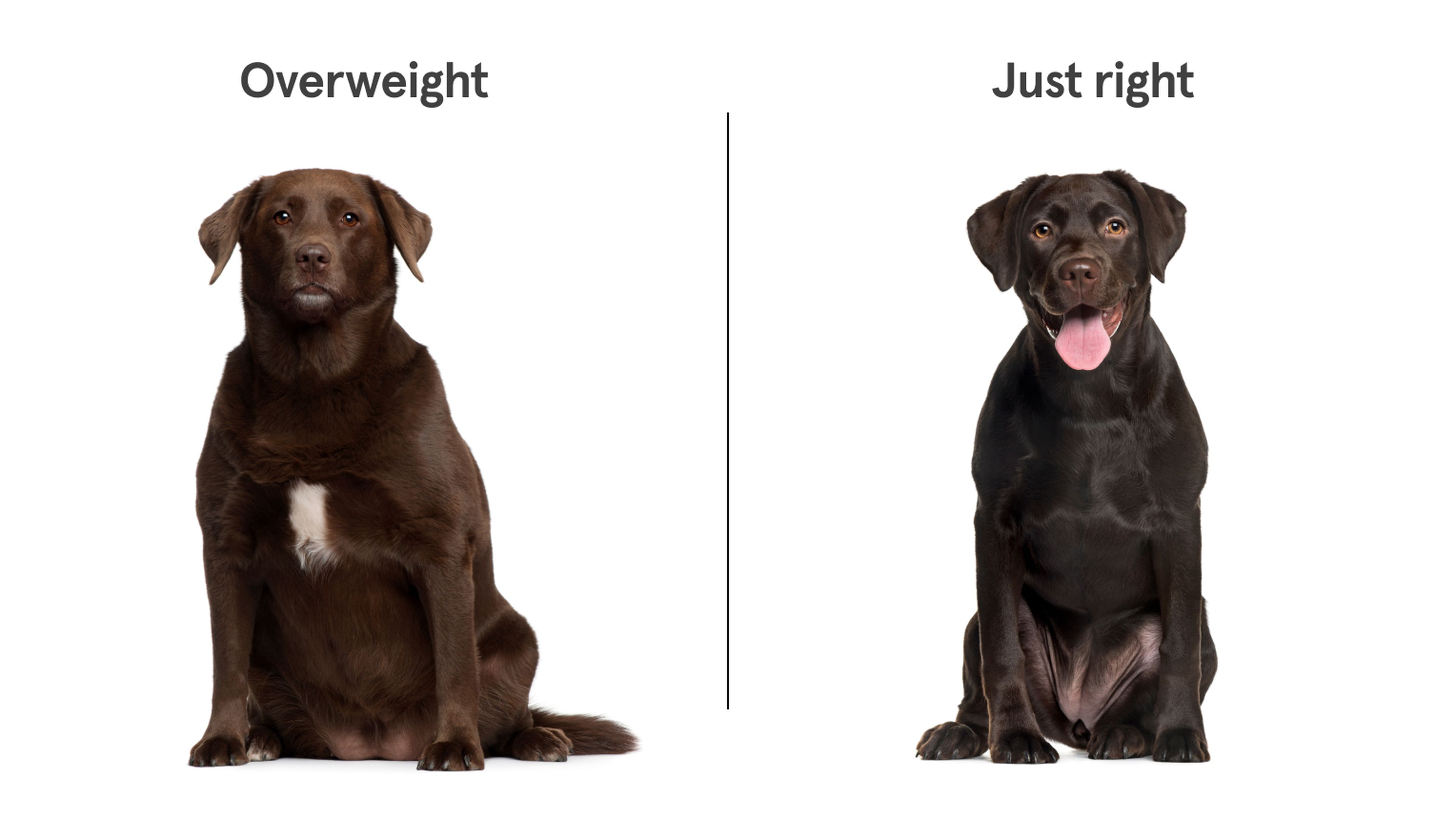 Fat Dog Gifgive Me The Address To Walmart - 603pczf