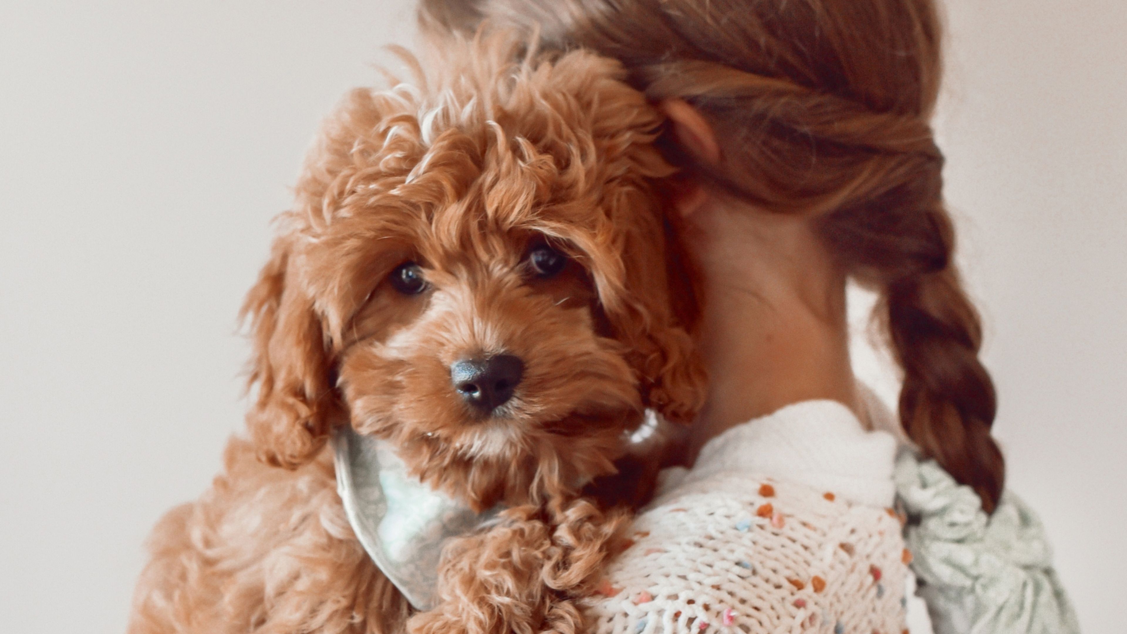 What Is The Lifespan Of A Cockapoo