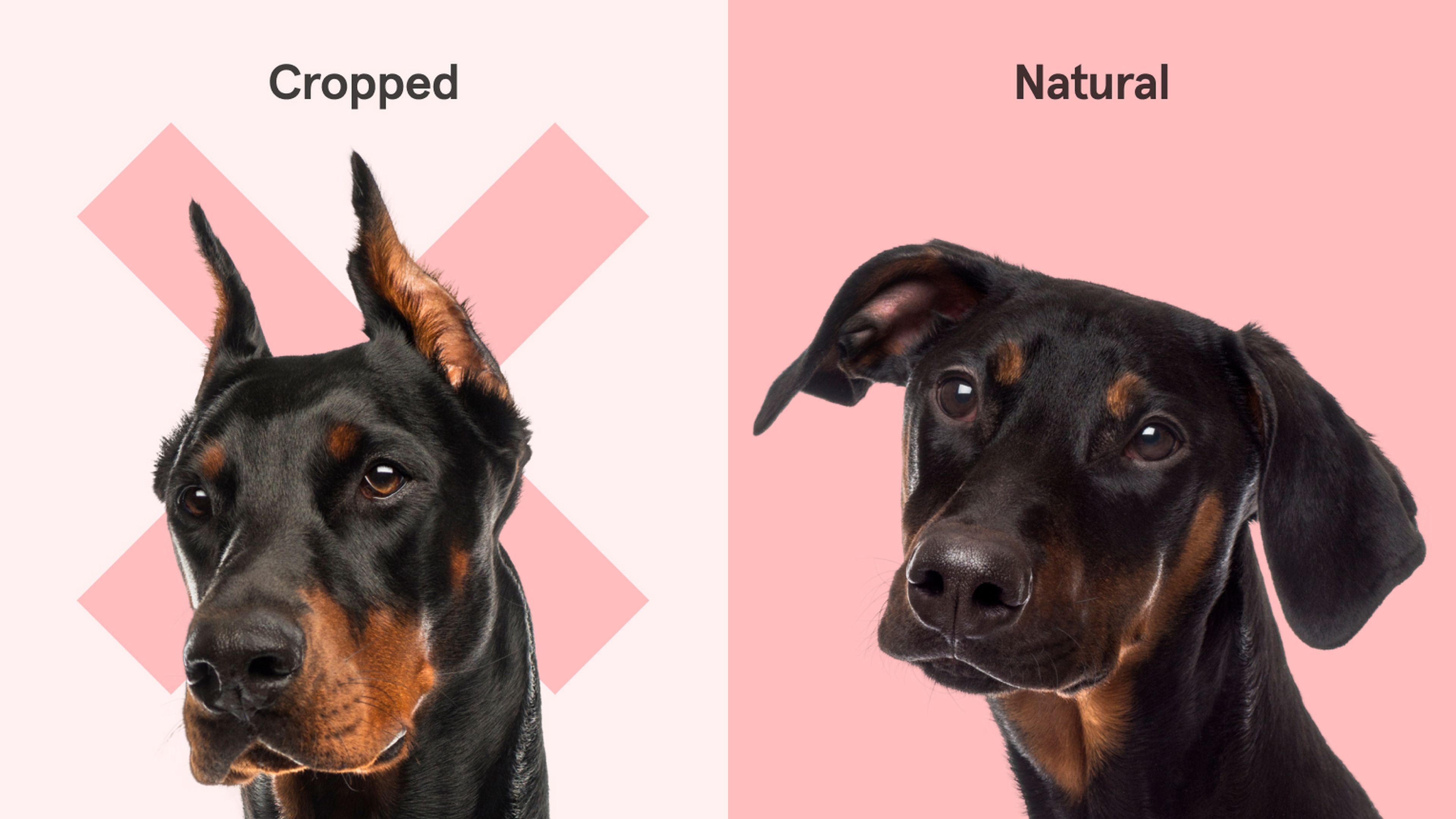 Louisa the vet on ear cropping on dogs and why it s so bad Napo