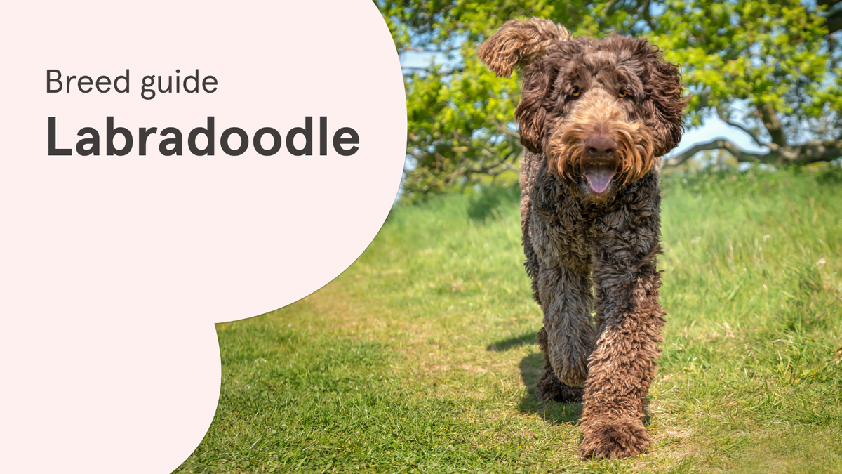 Everything you need to know about Labradoodles Napo Pet Care
