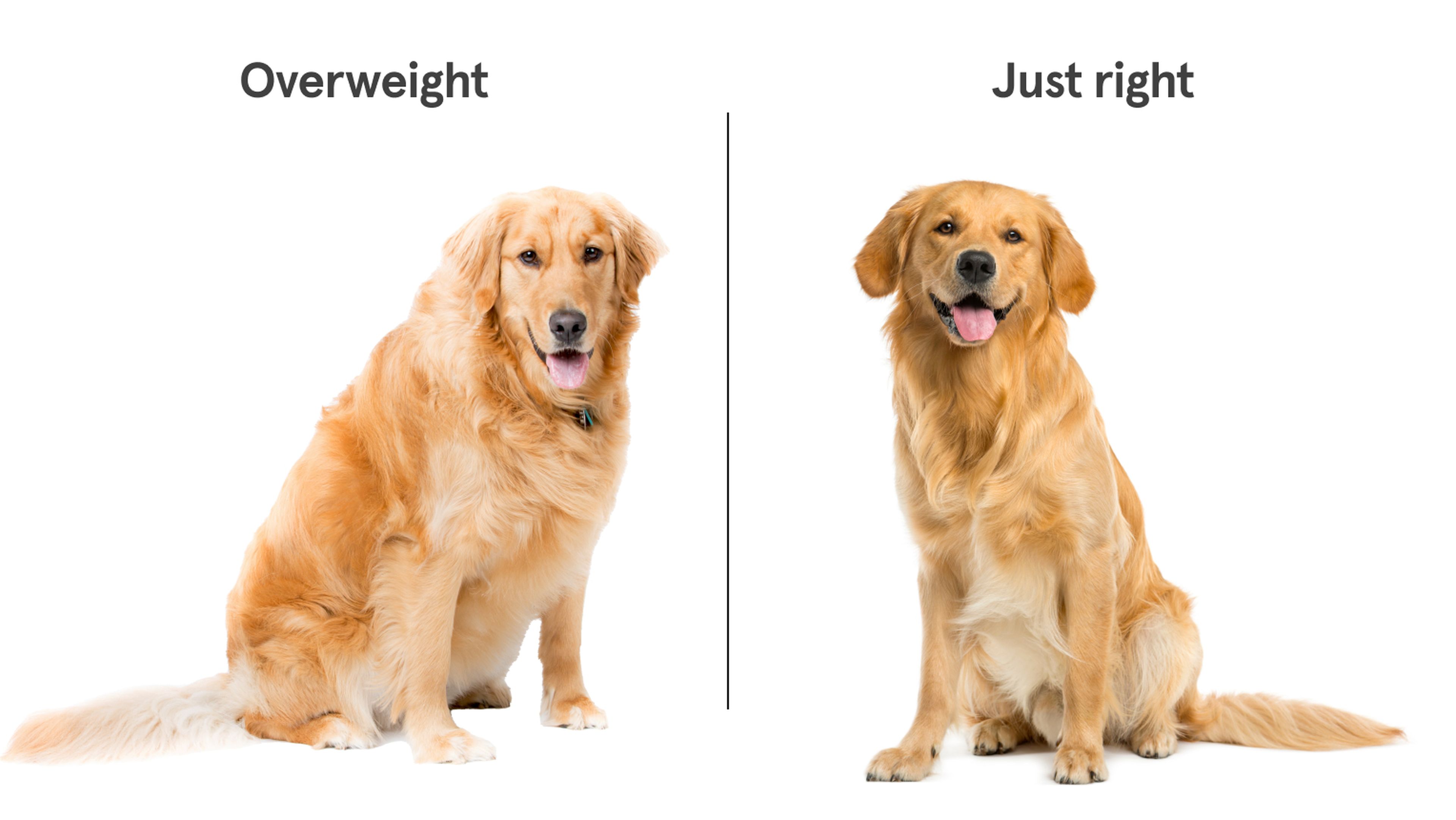 Overweight dogs best sale health problems